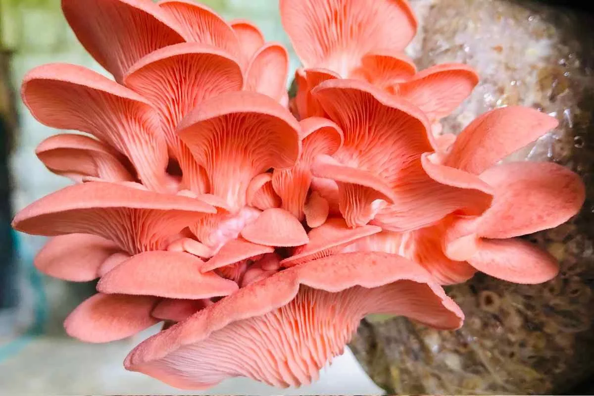 🌸 PINK OYSTER