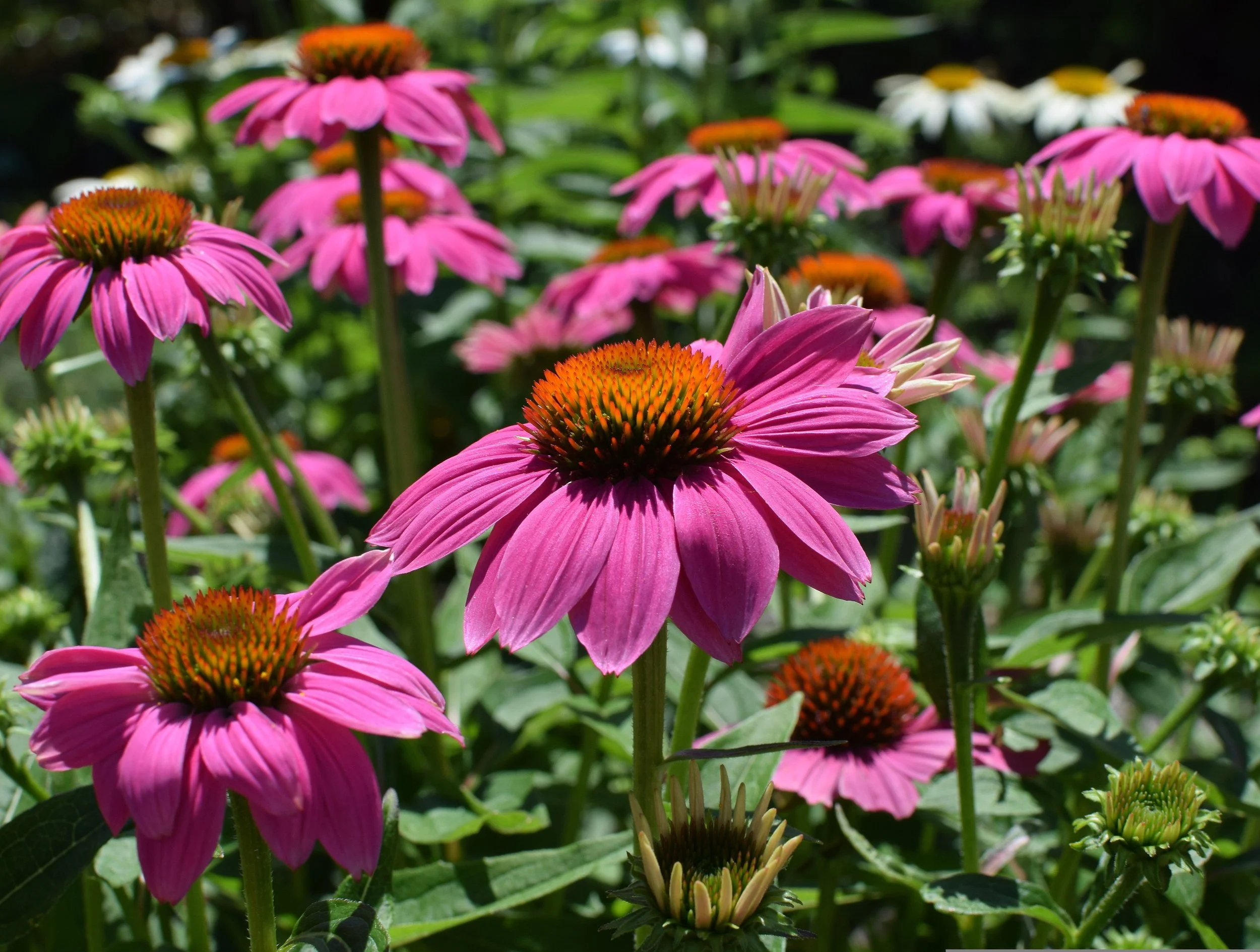Echinacea Seeds