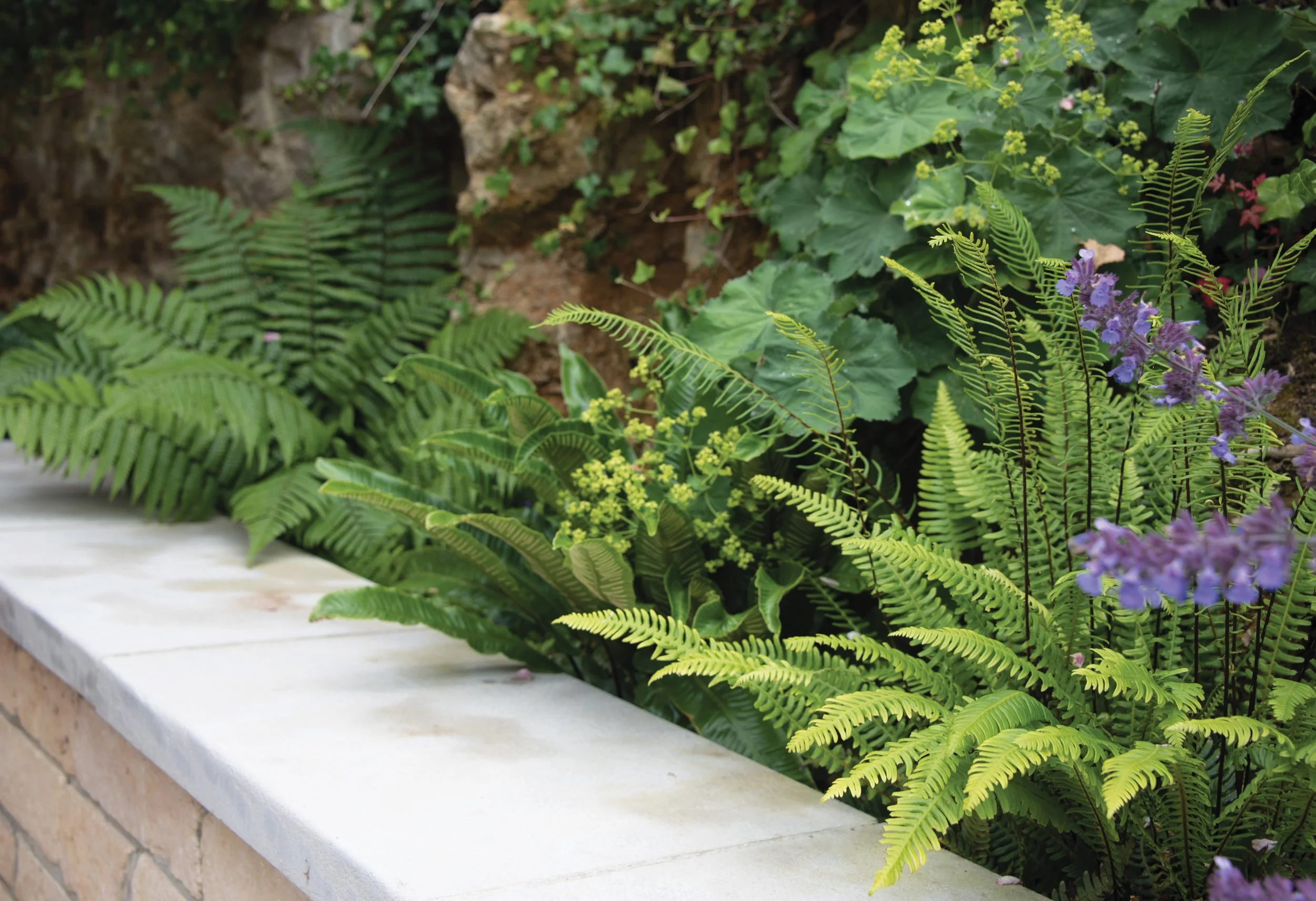 Ferns -Dryopteris wallichiana and shade-tolerant planting softening the stone steps and walls in a sheltered part of the garden.