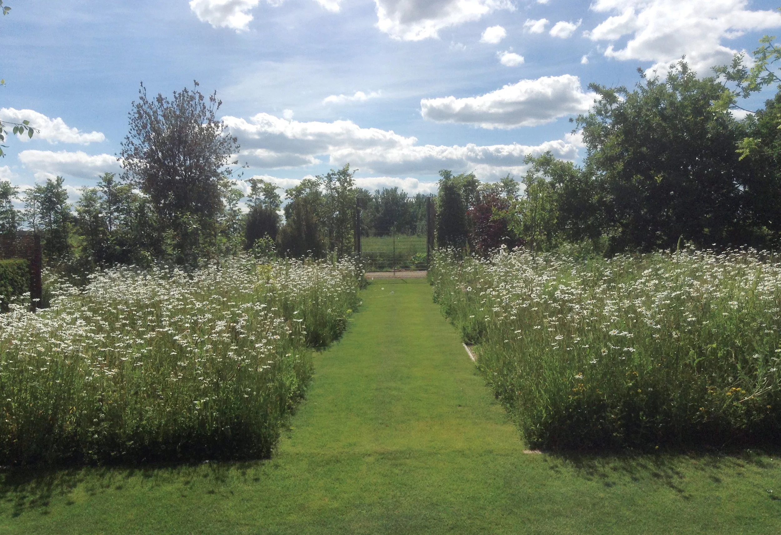 Oxeye daisies flowering through the meadow, with a mown grass path drawing the eye through the garden.