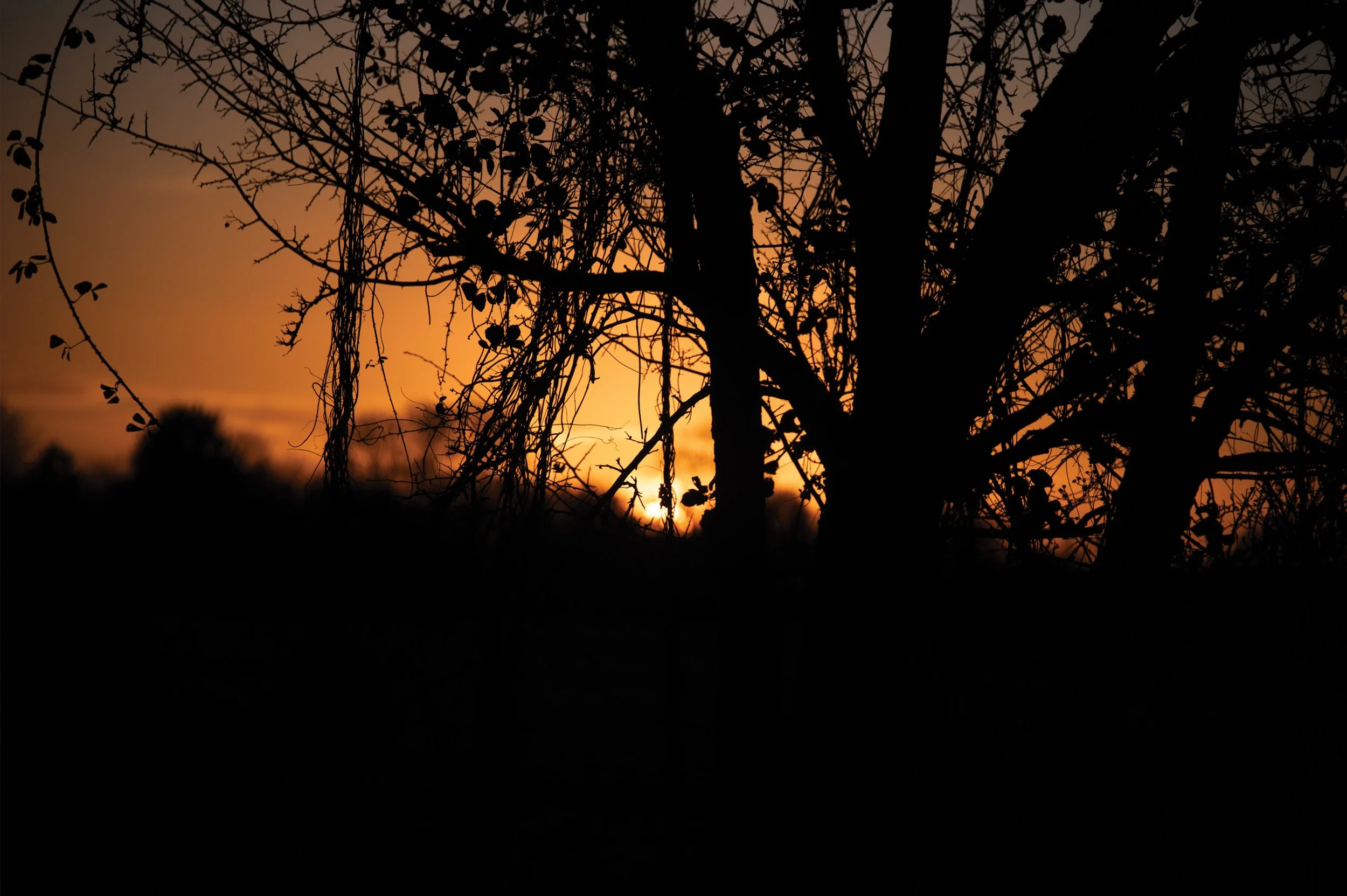 Biodiversity in a hedgerow Oxfordshire sunset uk