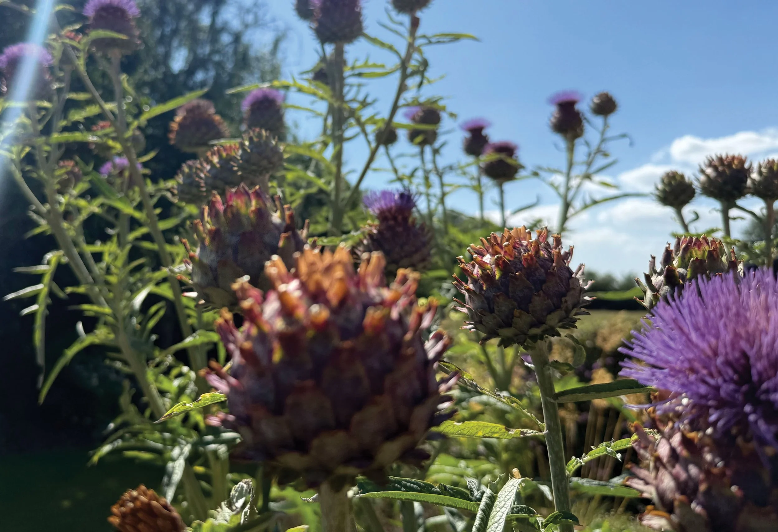 Cardoon, Architectural seed heads and summer planting against a clear sky in The Courtyard Garden.