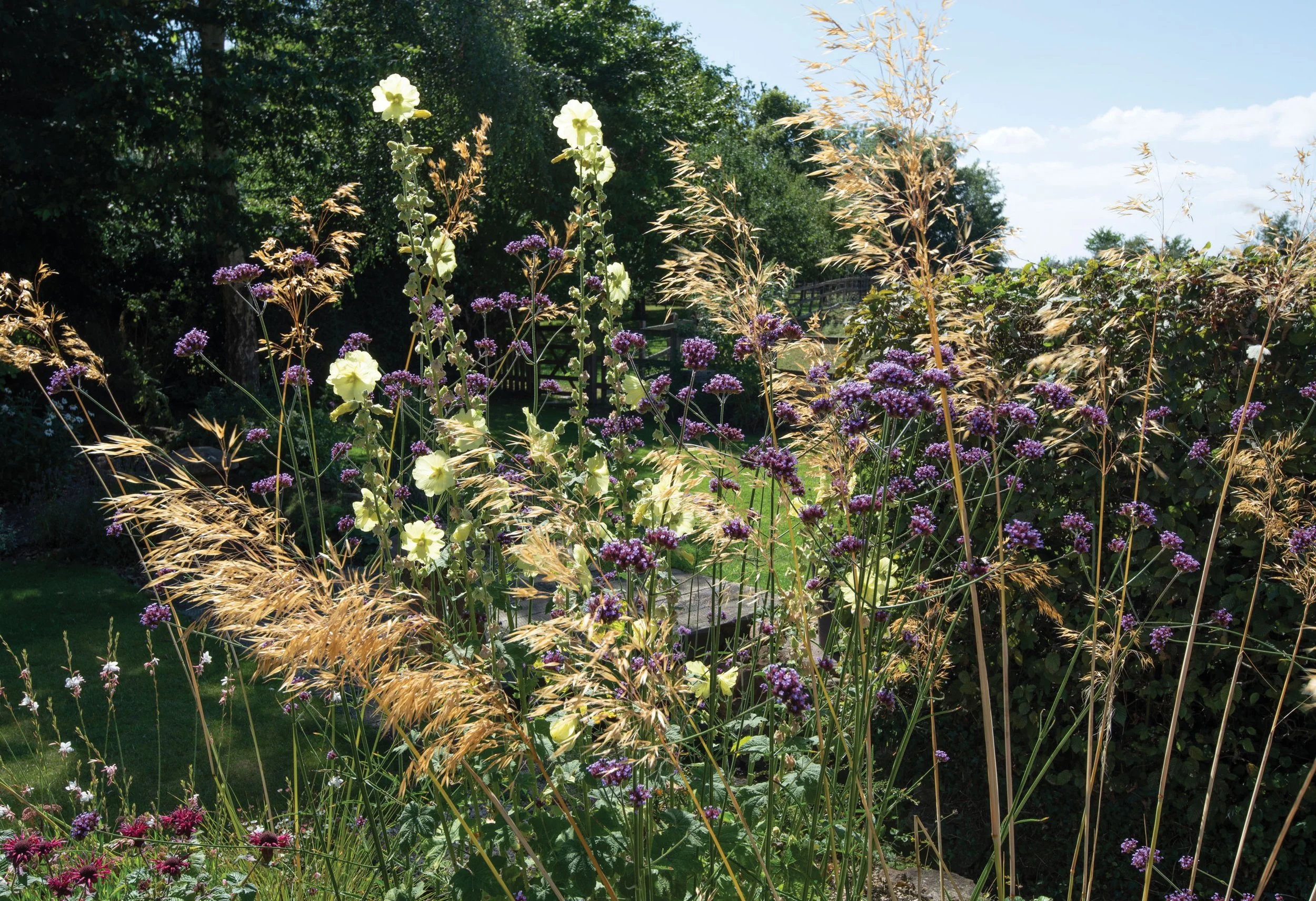 Tall white and purple flowering perennials rising through grasses in the richly planted courtyard garden.