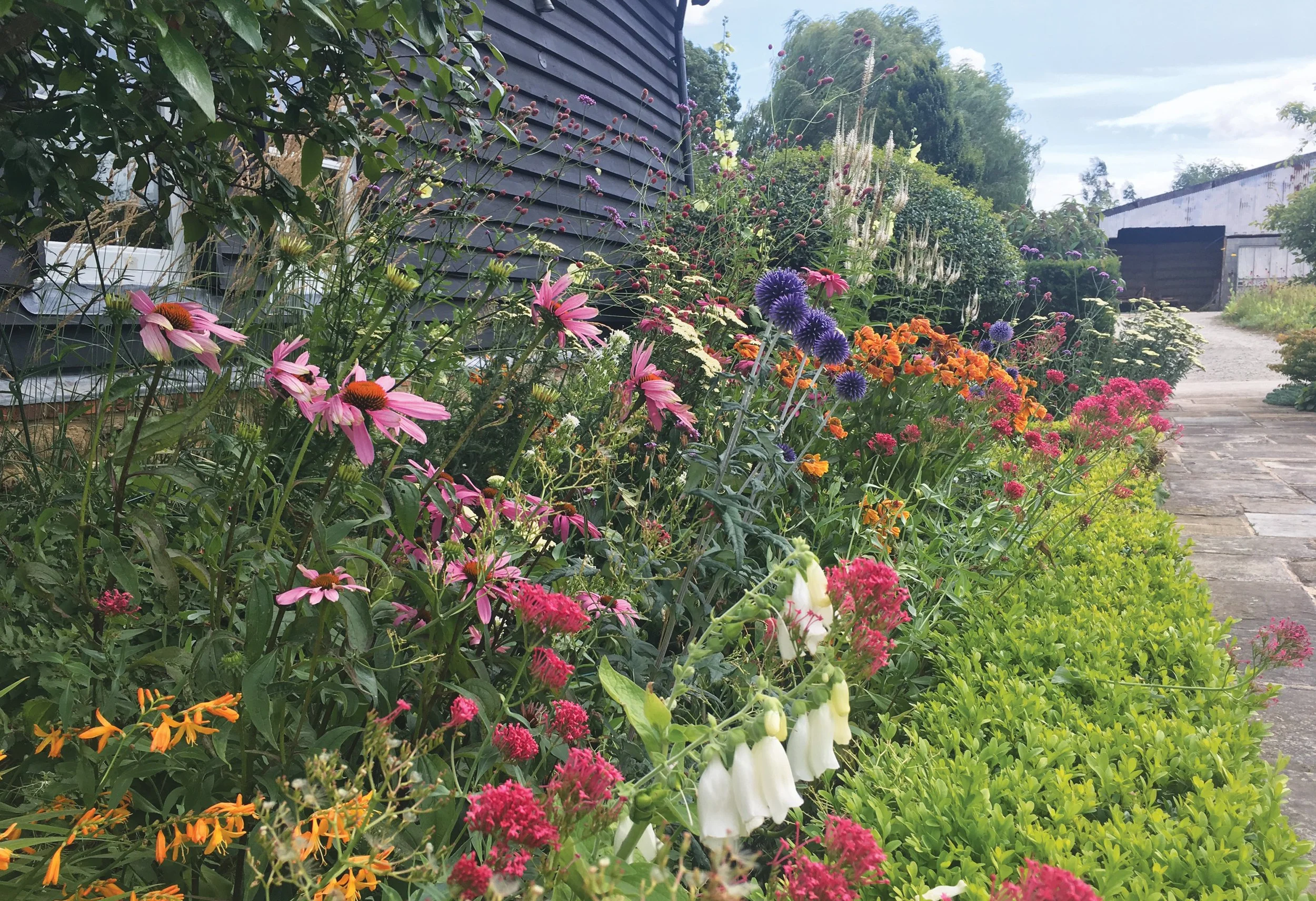 Midsummer border in an explosion of colour, with Echinacea, Echinops, Digitalis, Crocosmia and Centranthus blending together.