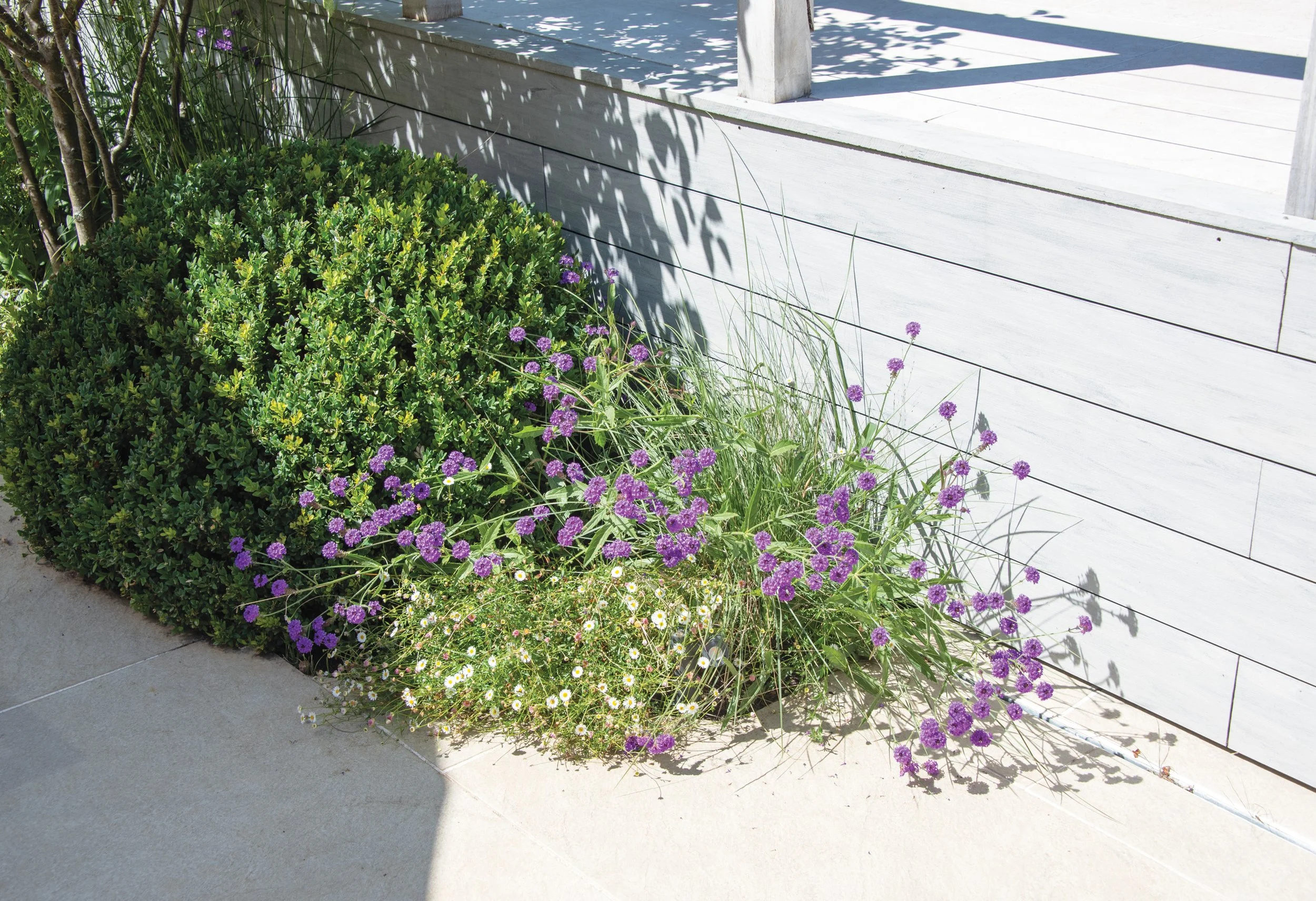 Low perennial planting and box topiary, spilling against the pale timber pool enclosure and stone paving.