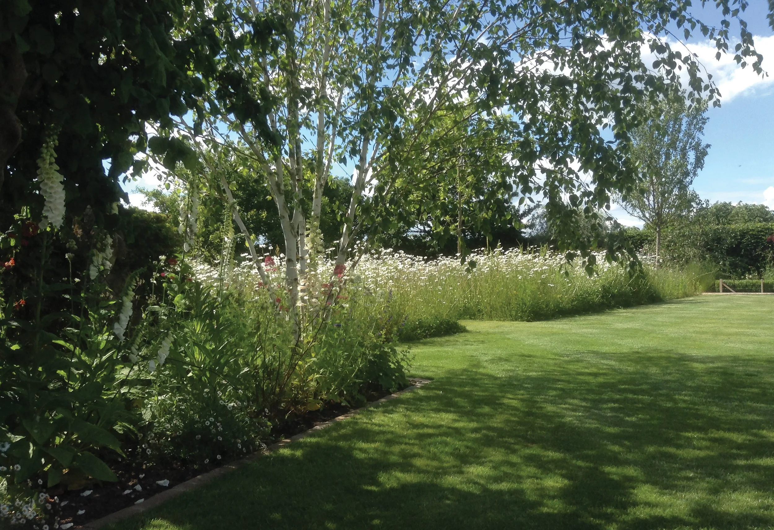 Spring wildflower planting beneath multi-stem birch, with white foxgloves creating a light woodland-edge character.