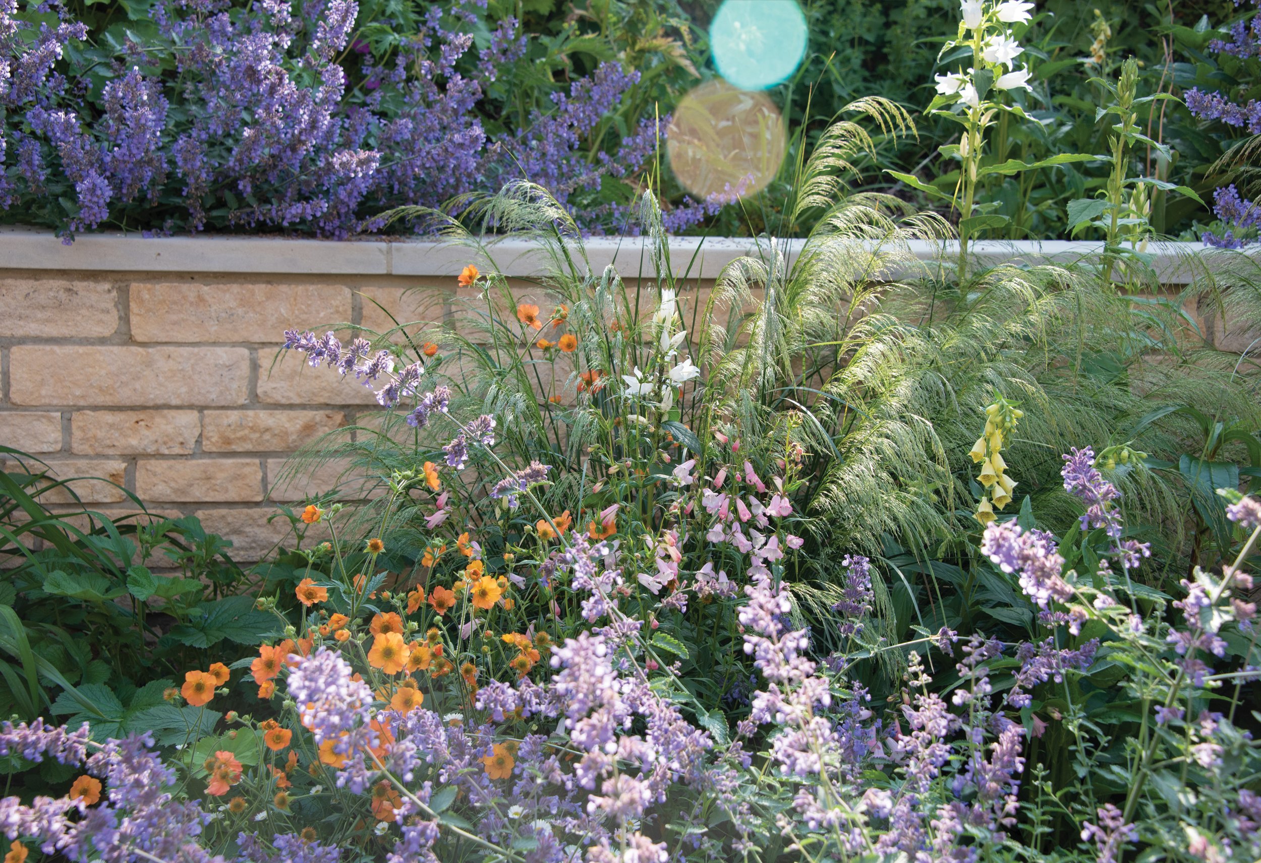 Vibrant perennial planting combining orange, blue and purple flowers with ornamental grasses beside the garden wall. Early descampia goldtau shimmer in the breeze.