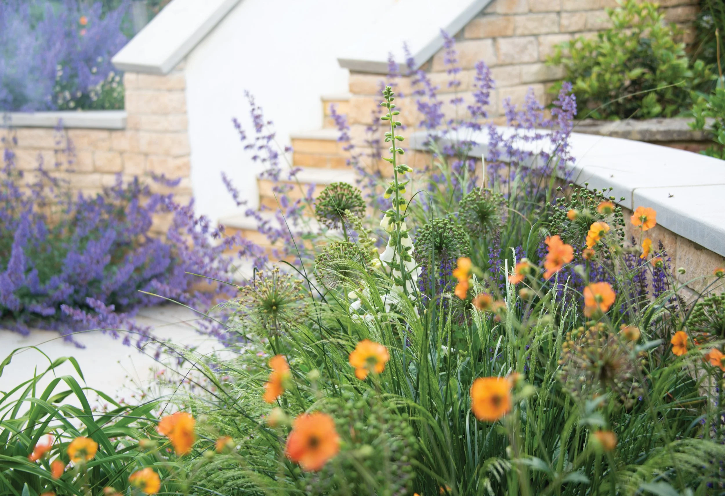 Colourful perennial planting with orange Geum Tangerine, blue Nepeta Six Hills Giant and  Descampsia Cespitosa Goldtau beside the steps. The steps are rendered white on the inside to brighten the landscape and invite you up.