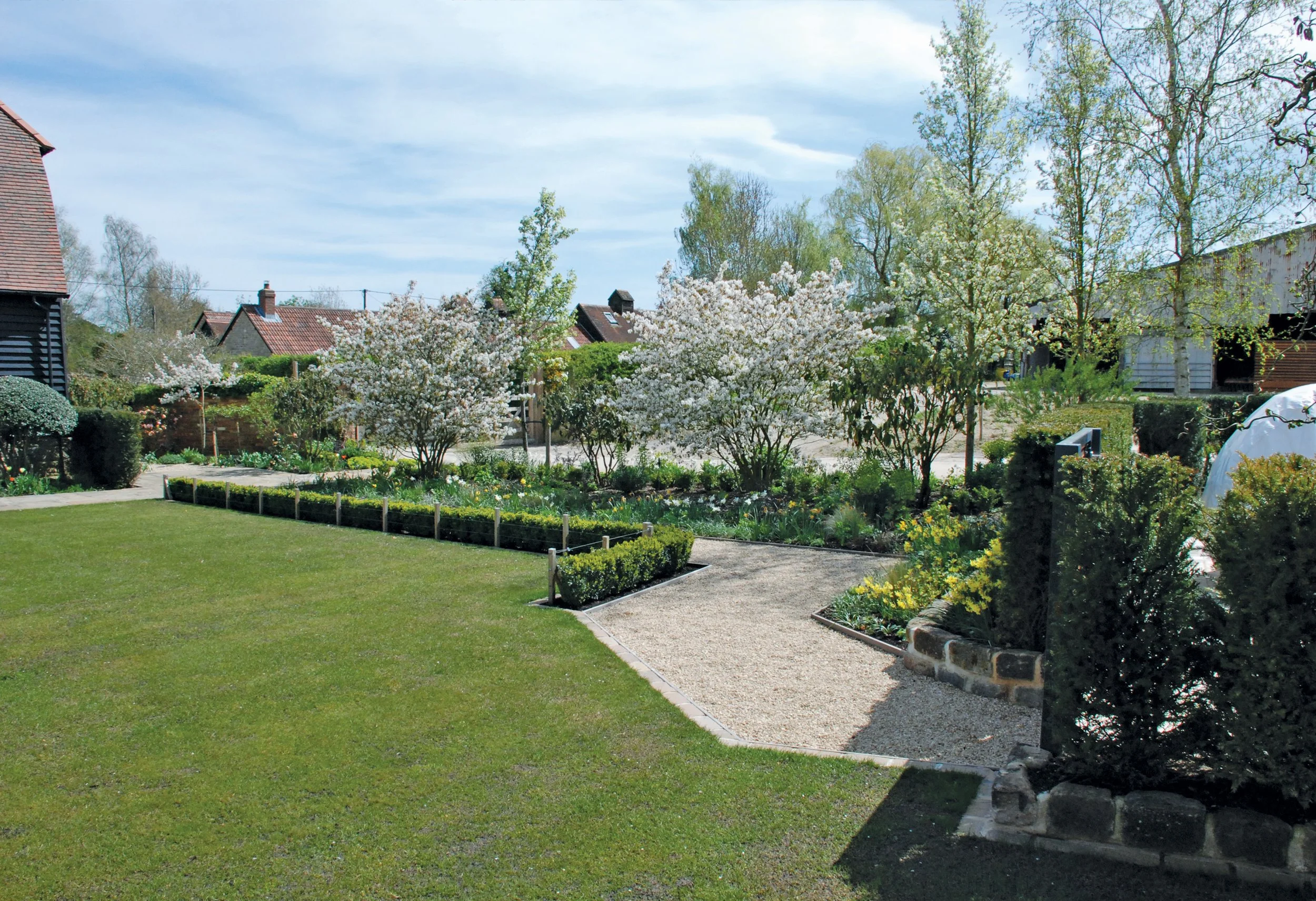 Large multi-stem Amelanchier flowering in spring beside clipped yew hedging and the family lawn.