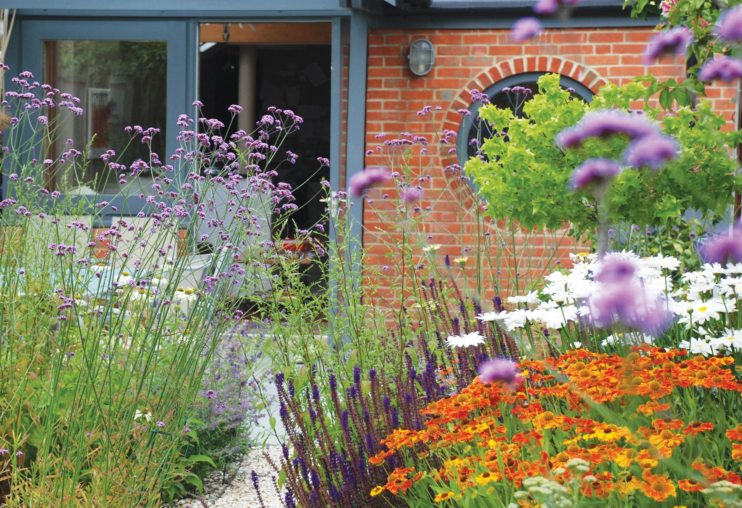 Colourful perennial planting with Verbena, Leucanthemum, Helenium and Salvia, beside contemporary brick house.