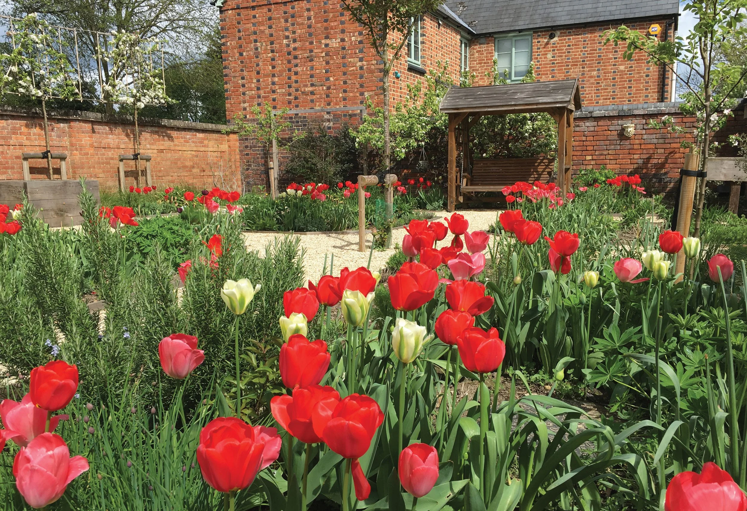 Red ‘Oxford’ tulips flowering with Malus ‘Everest’ pleached trees in blossom behind.