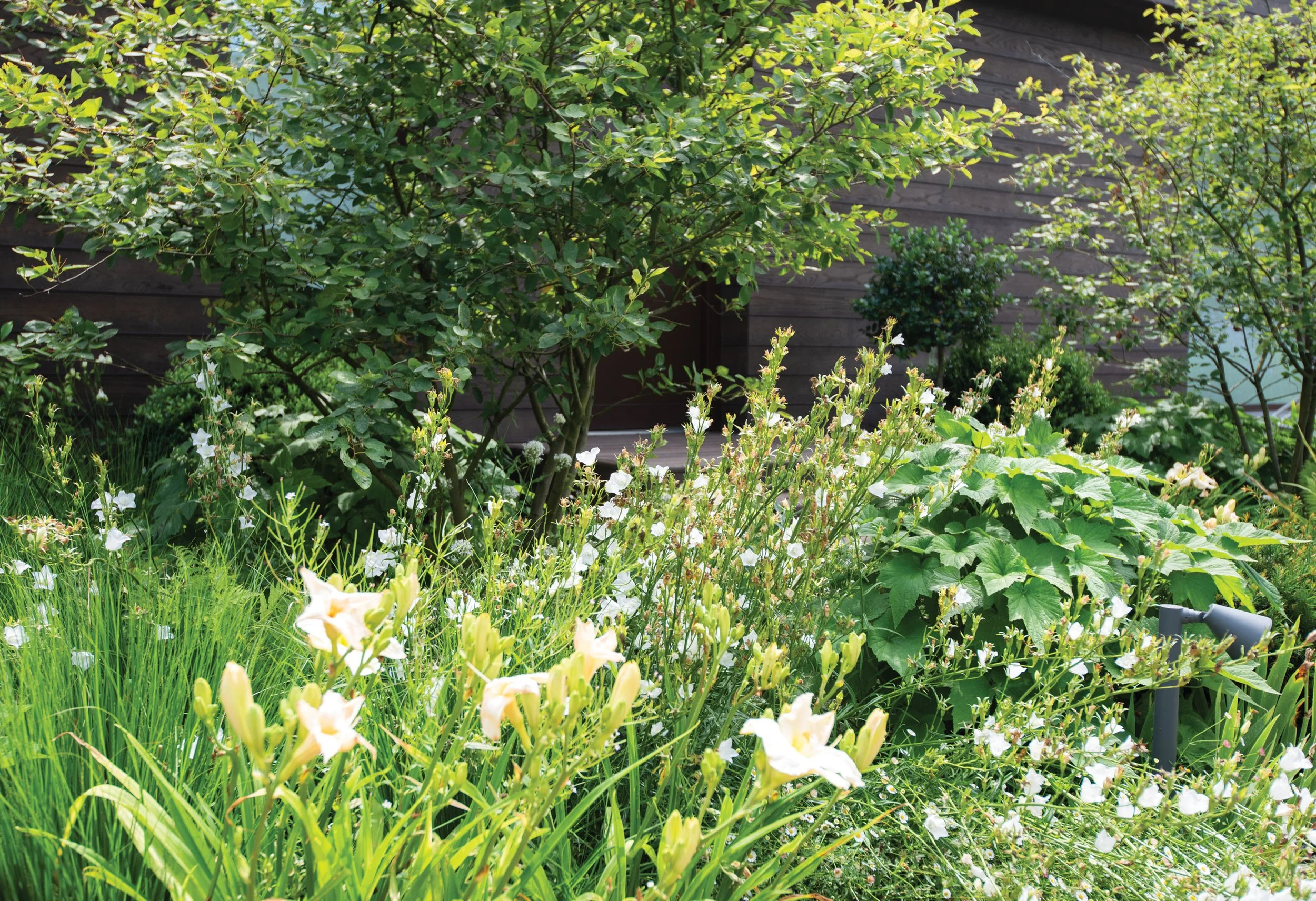 Naturalistic planting with flowering perennials, Hemerocallis Gentle Shepheard, Campanula Persicifolia Alba and Amelanchier Lamarkii Multi Stem Tree creating structure beside the Millboard-clad barn conversion.