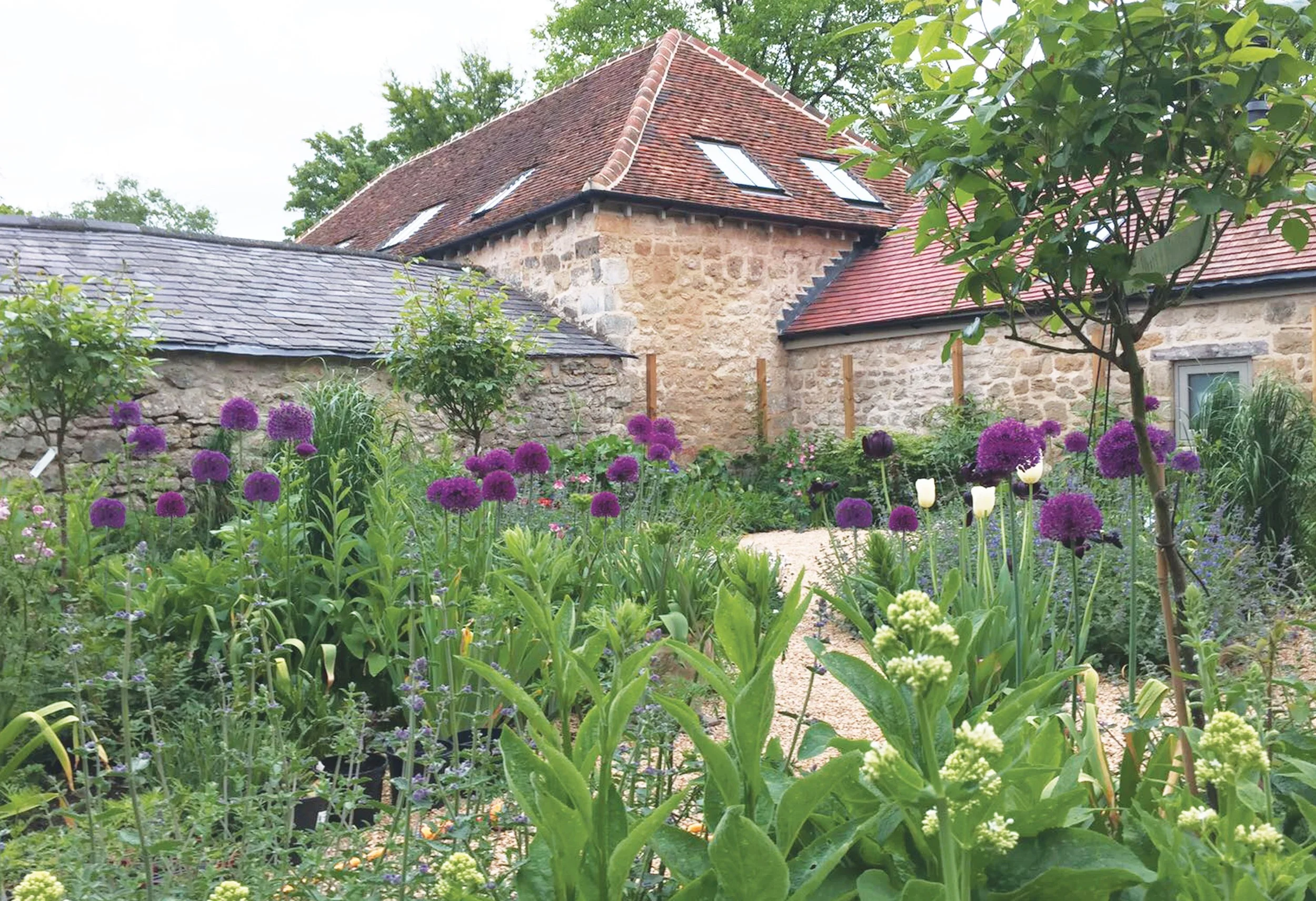 Purple alliums rising through mixed perennial planting beside historic stone buildings.