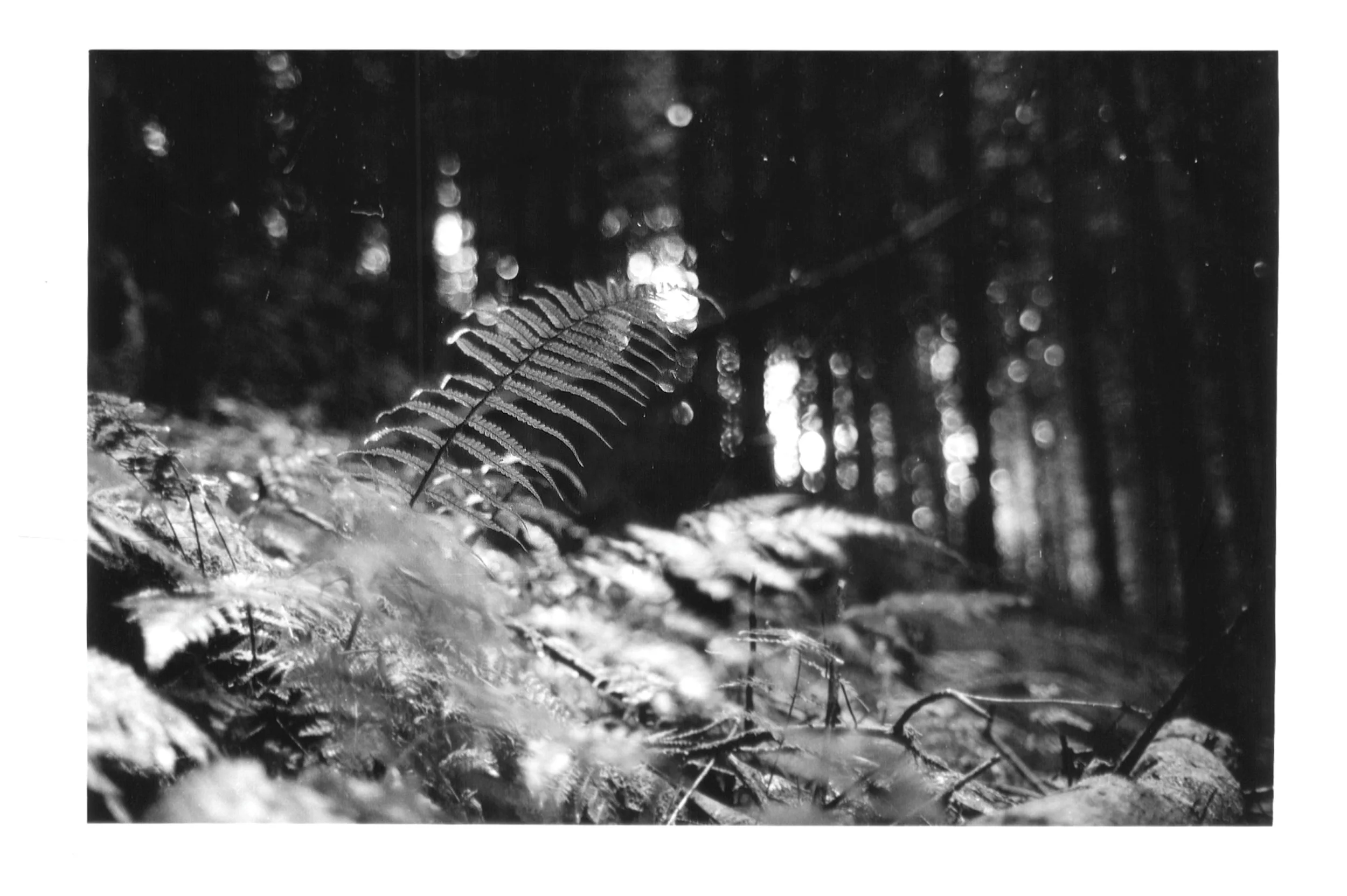 Ferns catch the light in a natural canopy opening