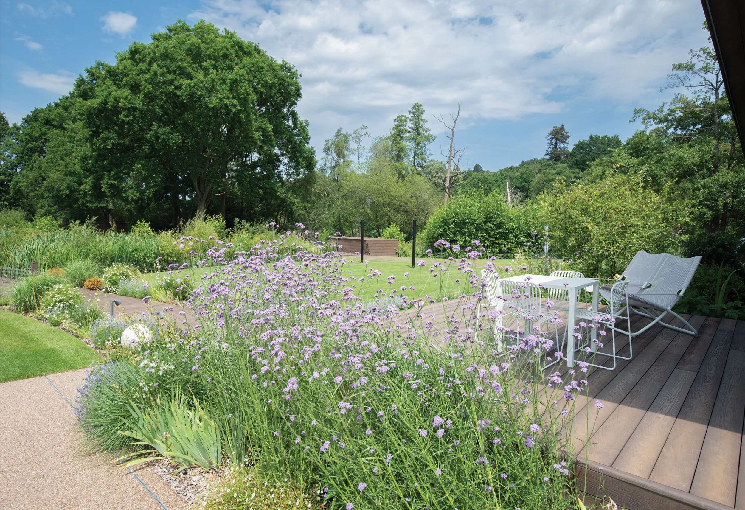 Verbena Bonariensis swathe