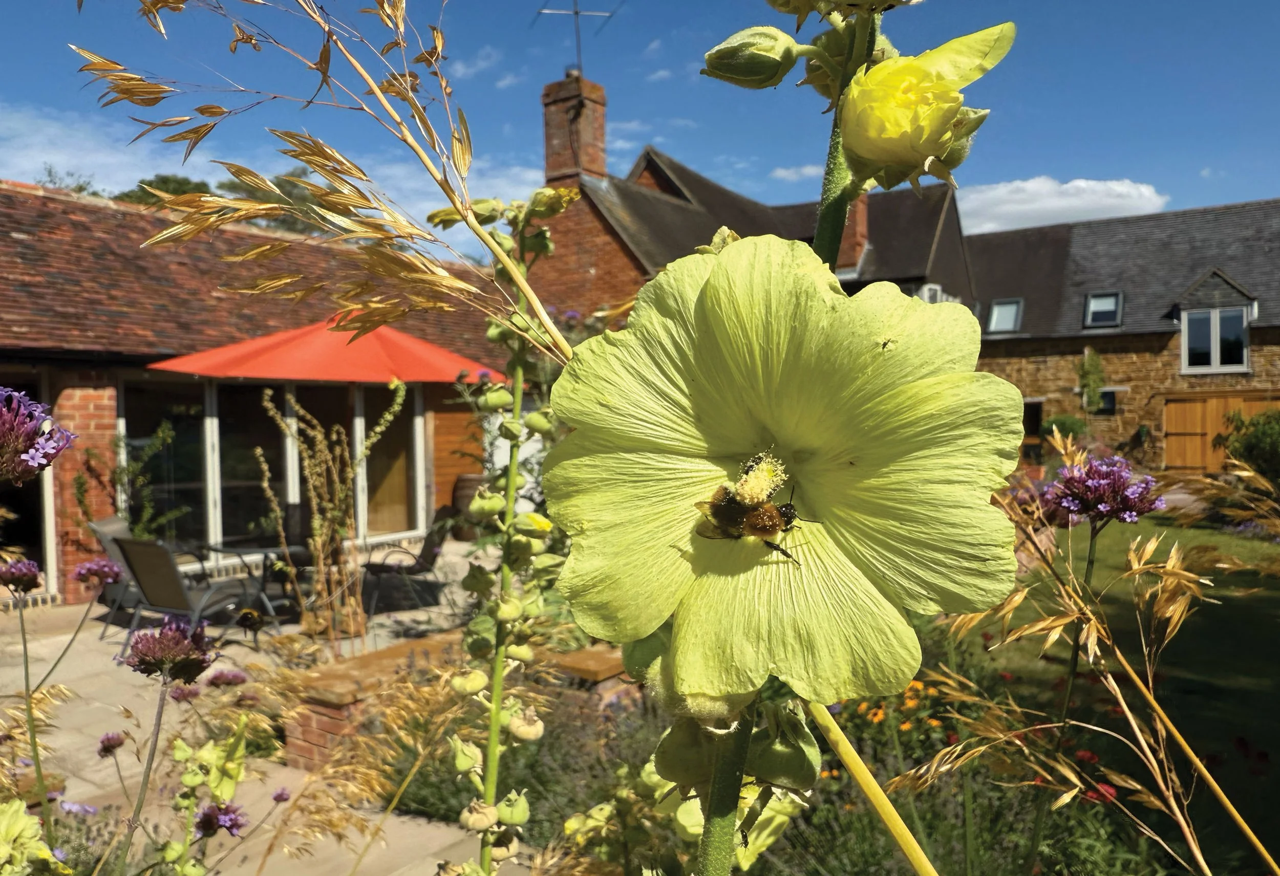 Pale yellow hollyhock flowering beside the courtyard and historic brick buildings.