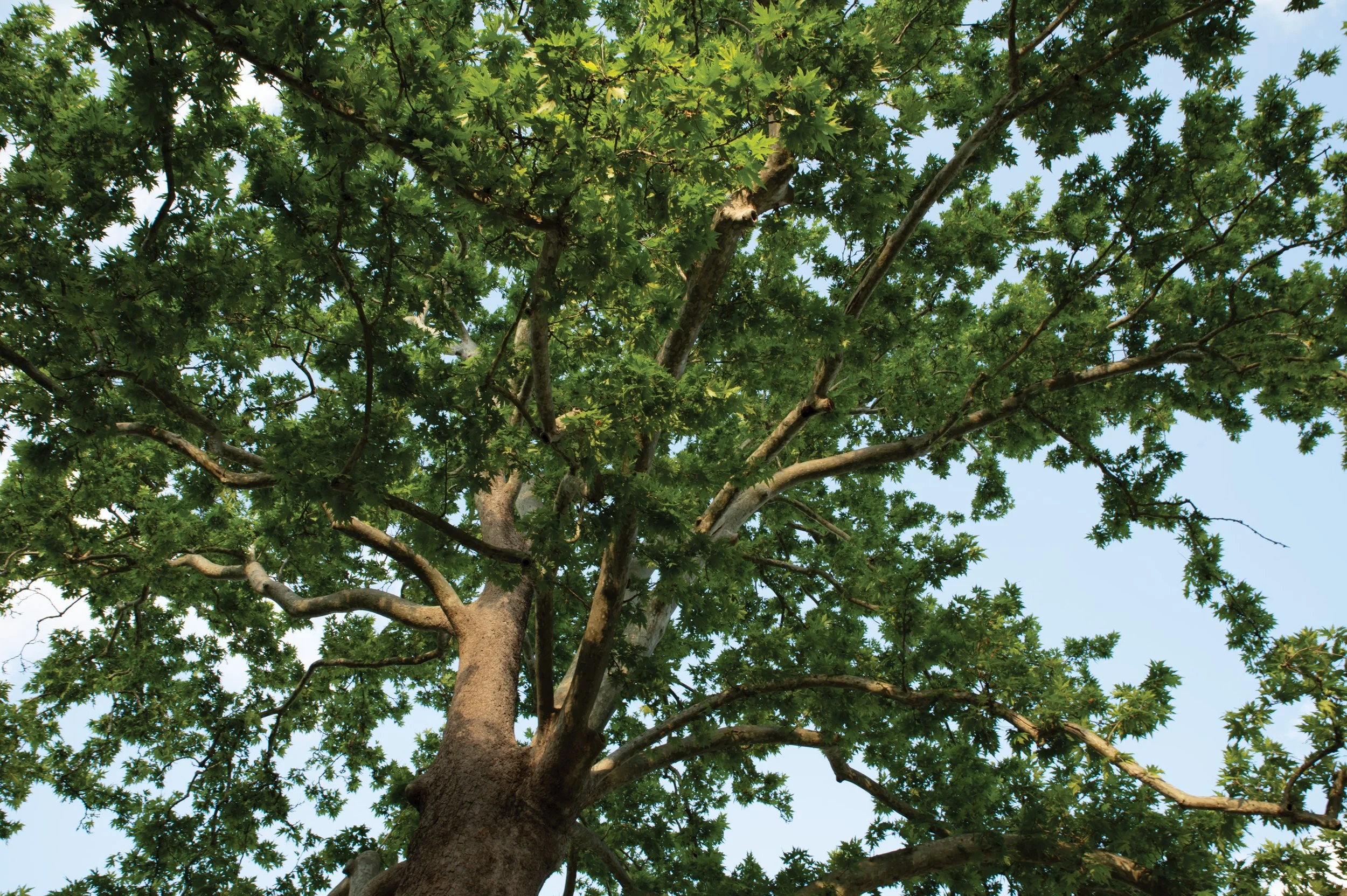 Tree looking up at canopy