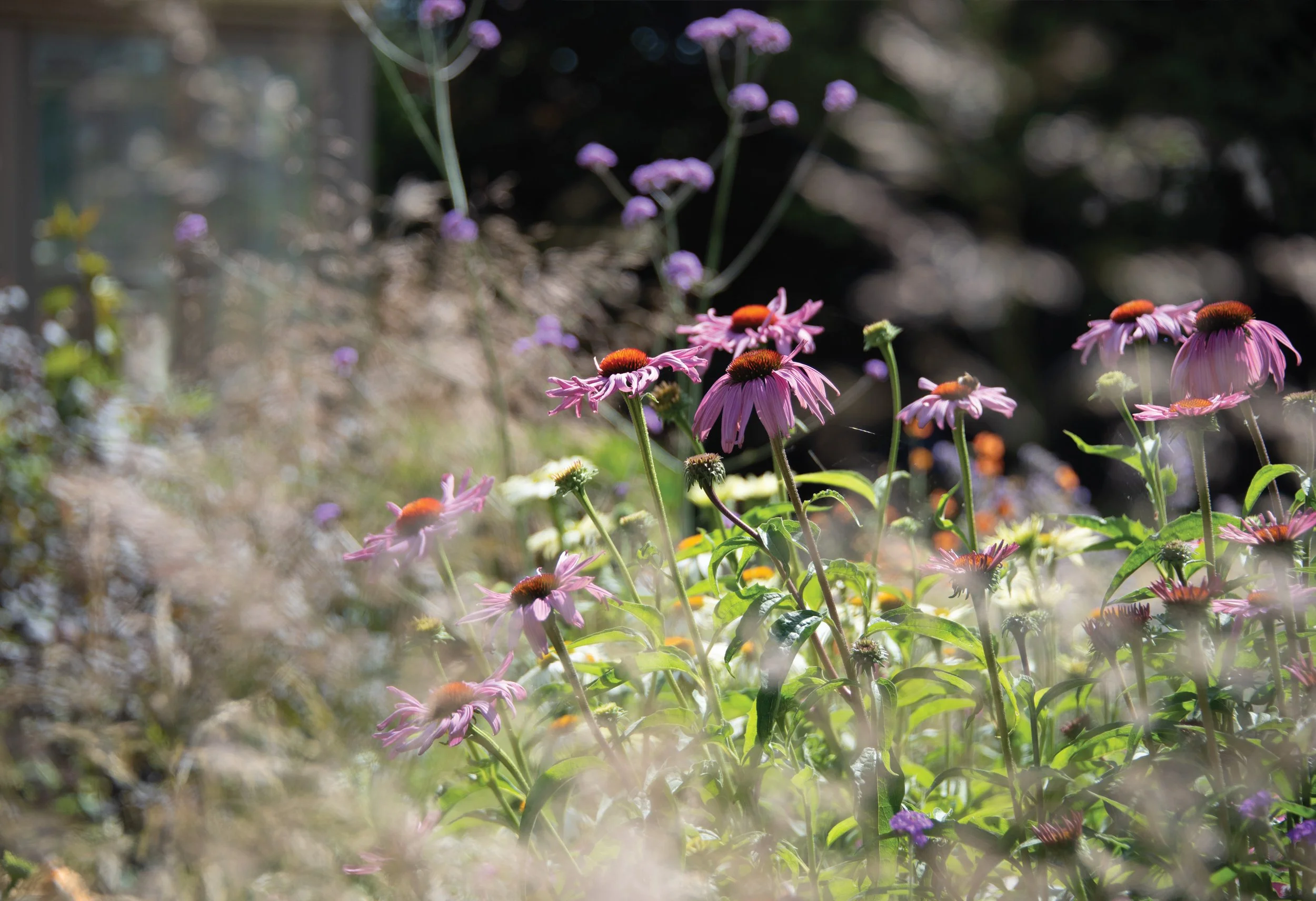 Echinacea and Verbena flowering within the long-season naturalistic planting at The Courtyard Pool Garden.