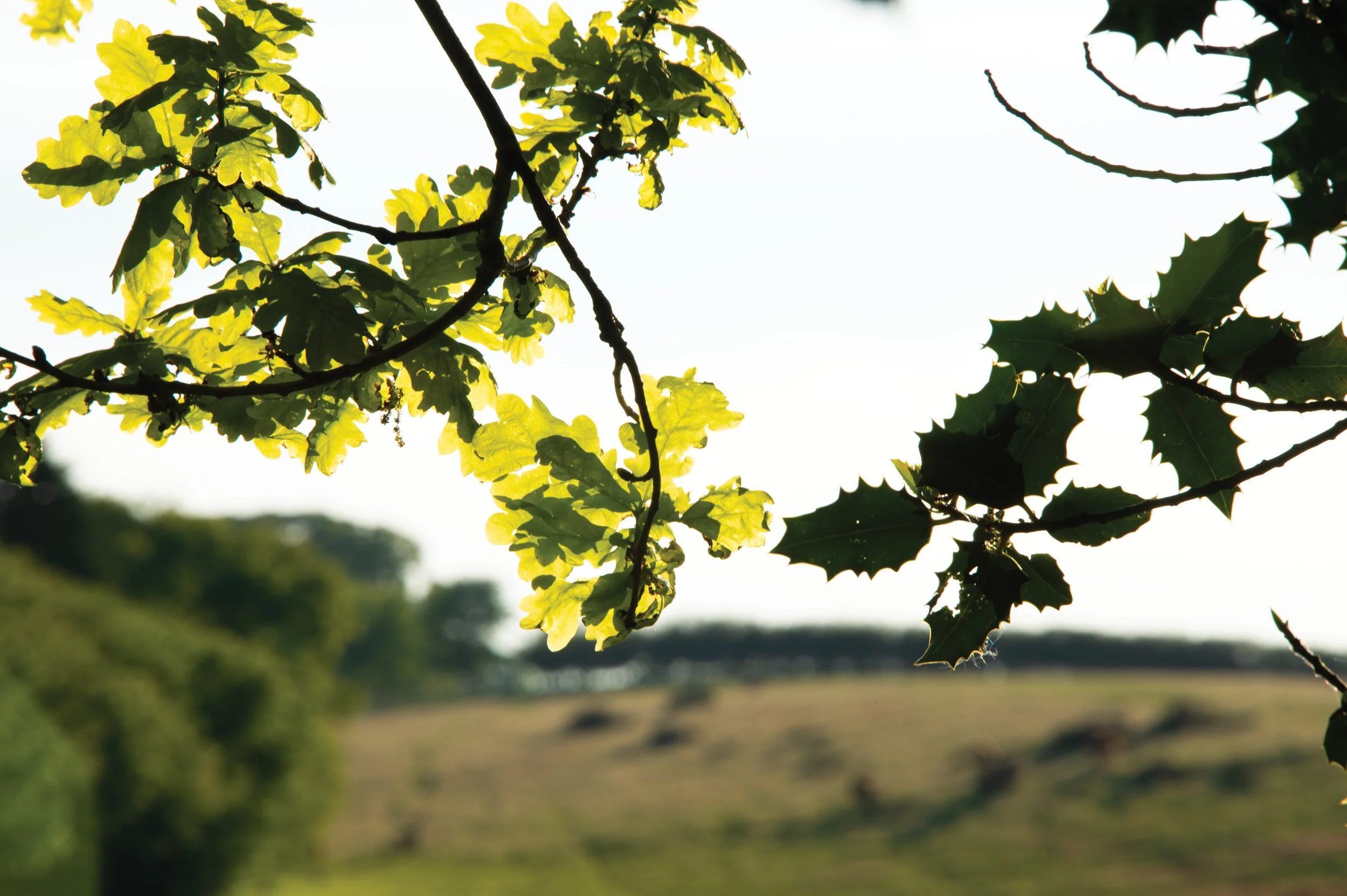 The density of Holly trees Leaves as compared to Oak leaves and the sense of enclosure it creates.