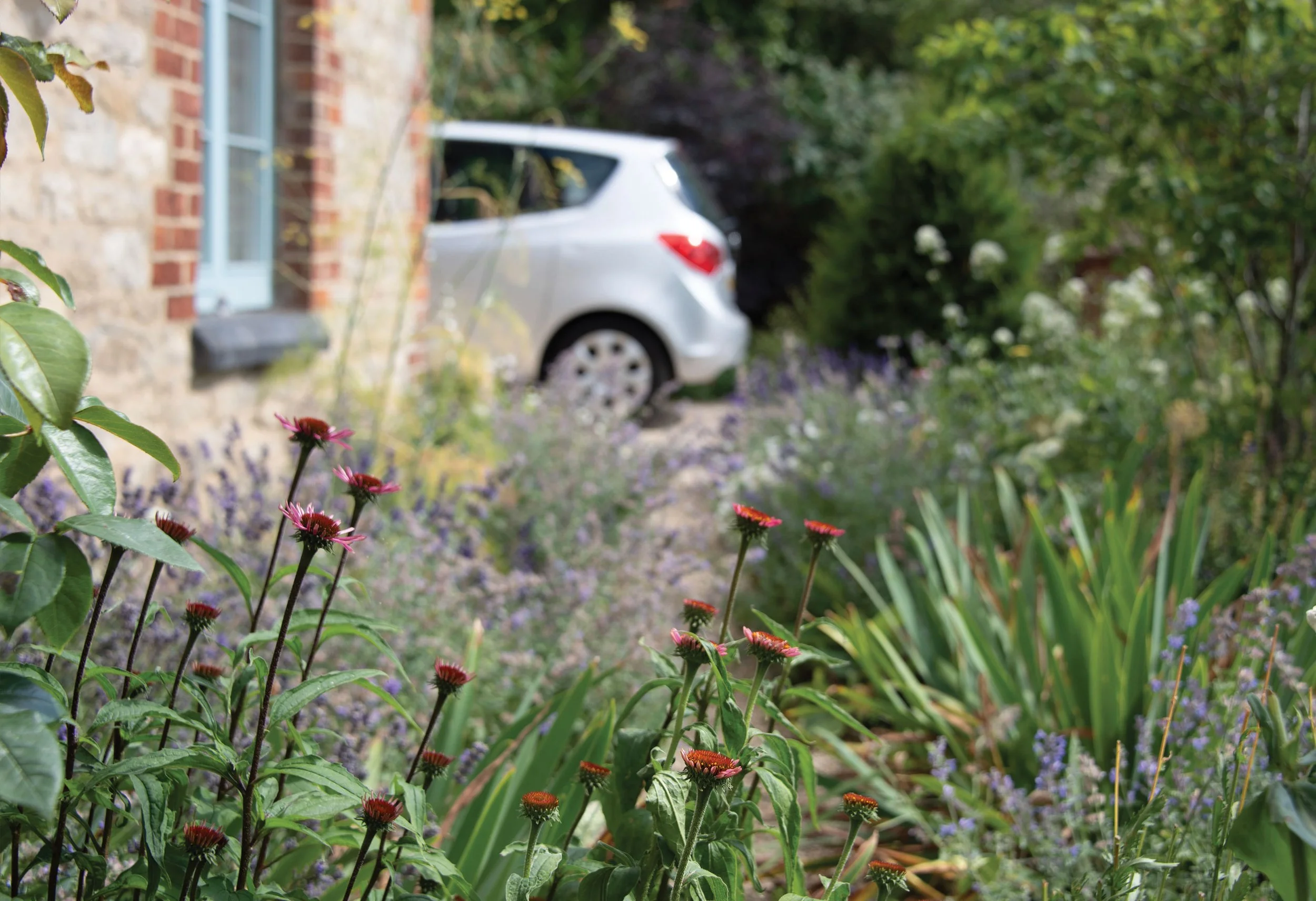 Early-season front garden planting with emerging Echinacea providing structure and flowers later in the year.