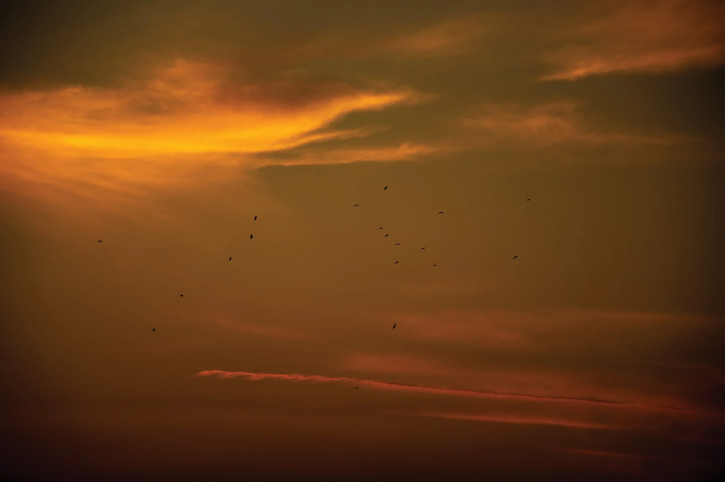 Birds grouping in murmurations in the stunning orange glow of the evening sun