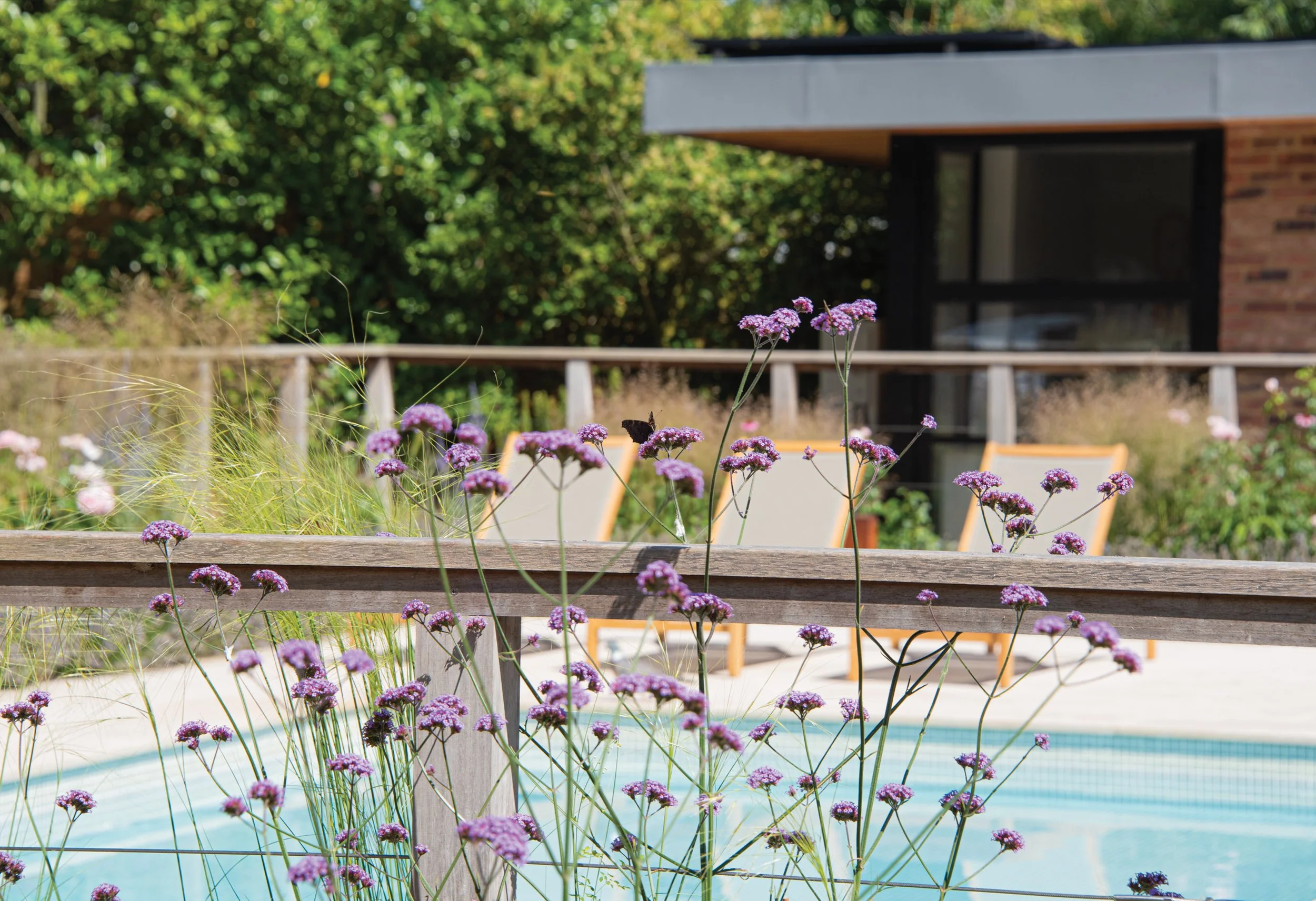 Verbena and naturalistic planting framing views across the swimming pool towards the contemporary garden building.