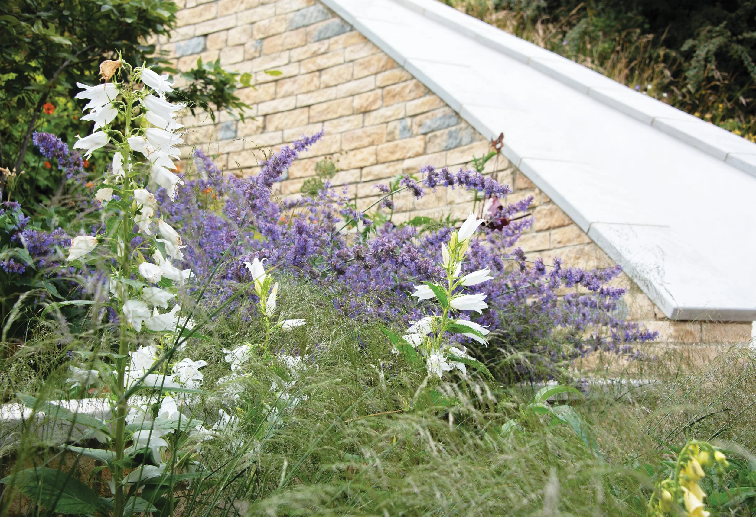 Soft blue and white campanula persicifolia planting spilling against the stone walls of the Oxfordshire house.