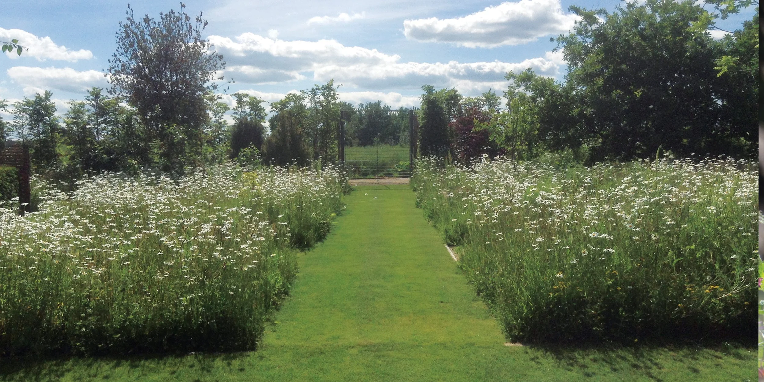 Naturalistic meadow garden design in Oxfordshire with flowing planting and grasses