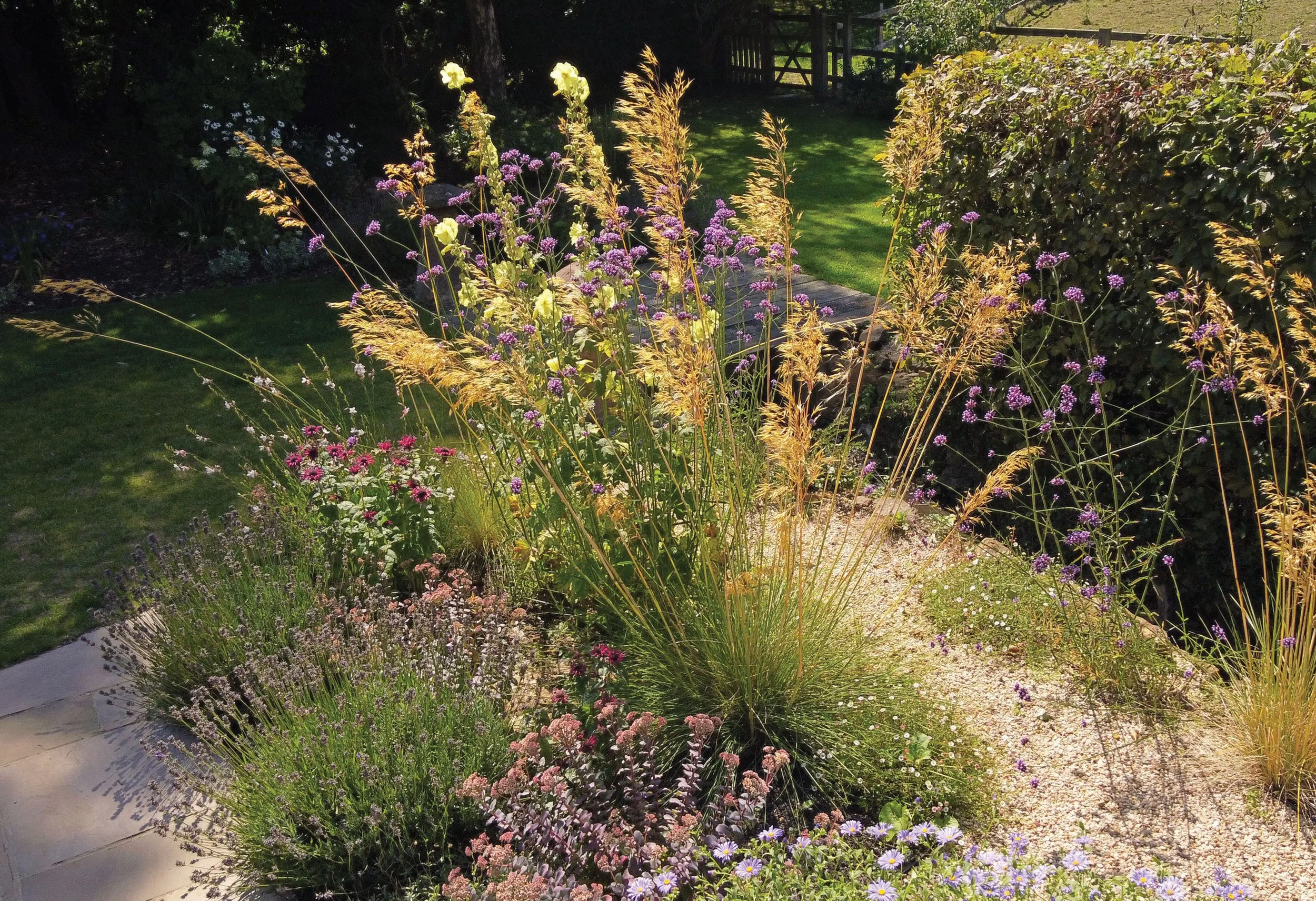 Layered summer border with Stipa Gigantea, Alcea and Verbena, catching the evening sun.