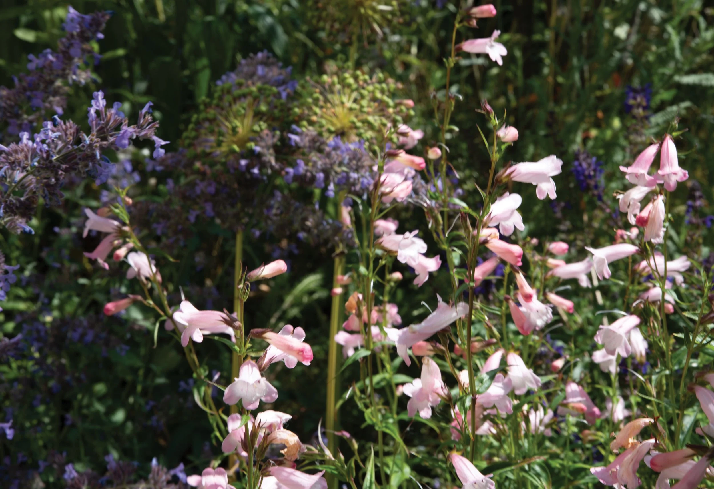 Penstemon ‘Apple Blossom’ flowering amongst Nepeta and Agapanthus in the richly planted garden.