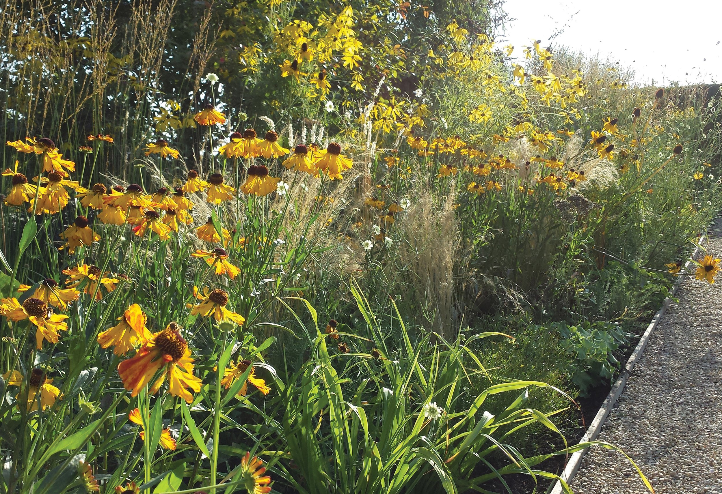 Yellow summer border with Helenium, Hemerocallis and Molinia caerulea ‘Heidebraut’ creating a warm late-season planting composition.