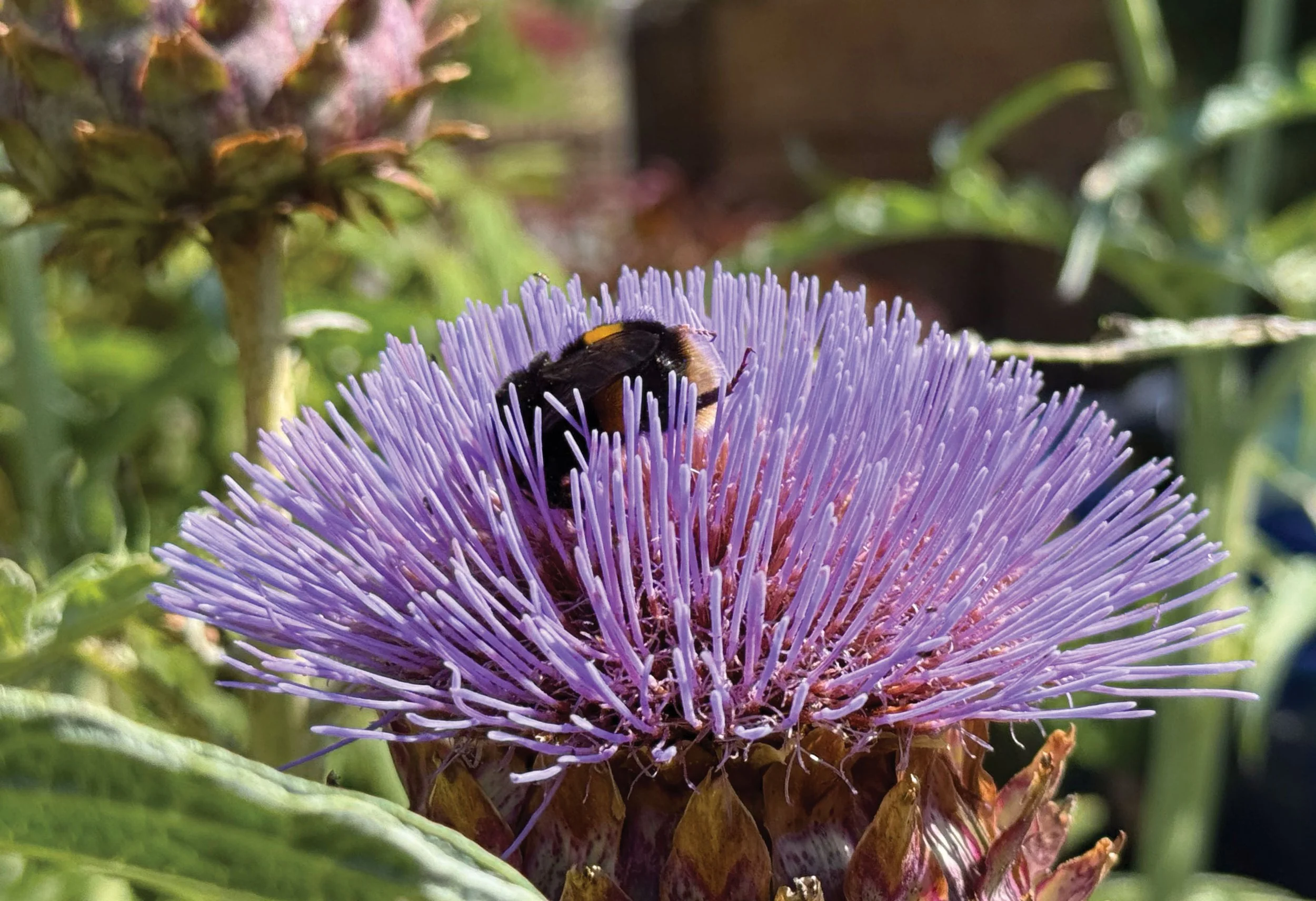 Bumblebee feeding on a purple globe artichoke flower in the courtyard planting.