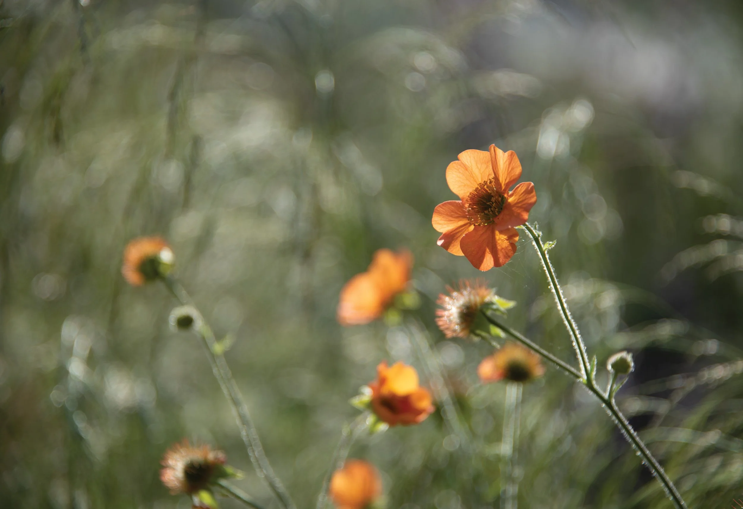 Orange Geum ‘Totally Tangerine’, iridescent in the light, emerging through soft ornamental grasses in this Oxfordshire garden.