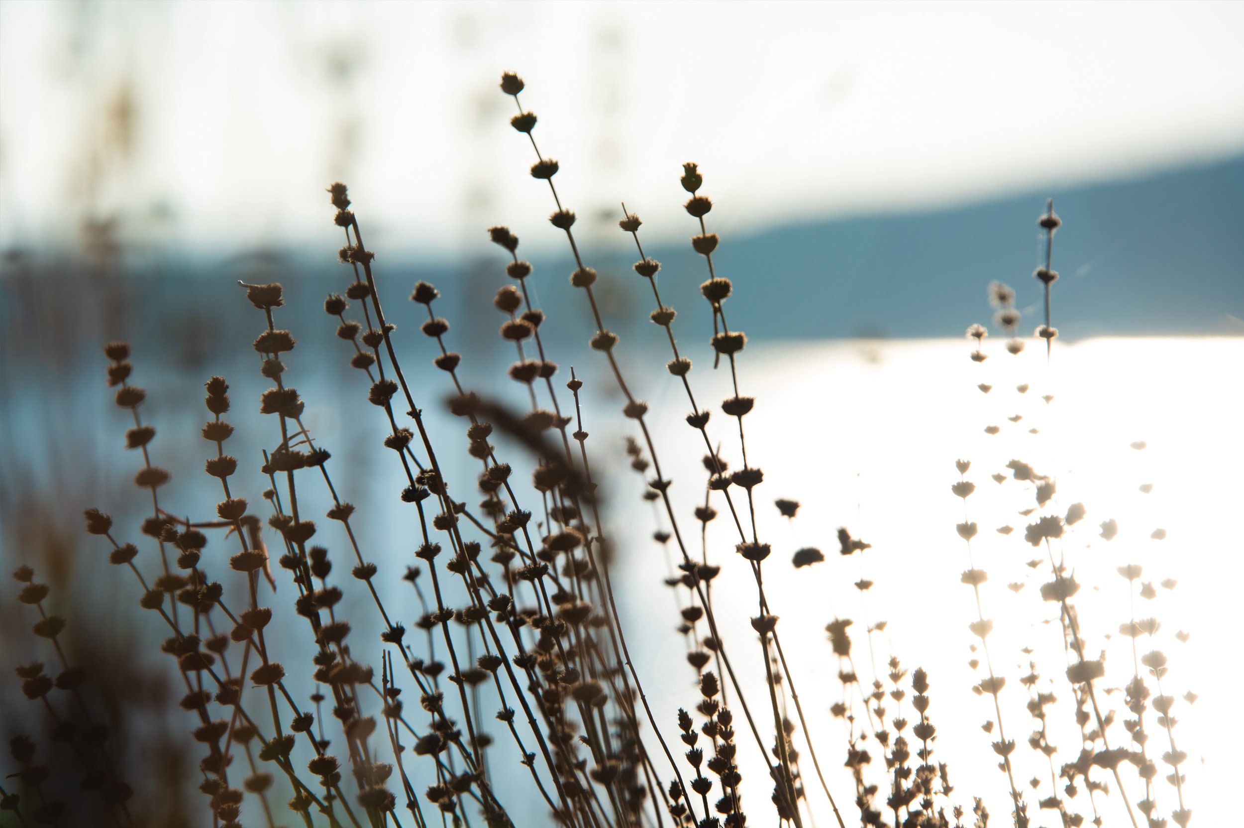 Phlomis seedheads silhouetted against sunlight in Bodrum, Turkey