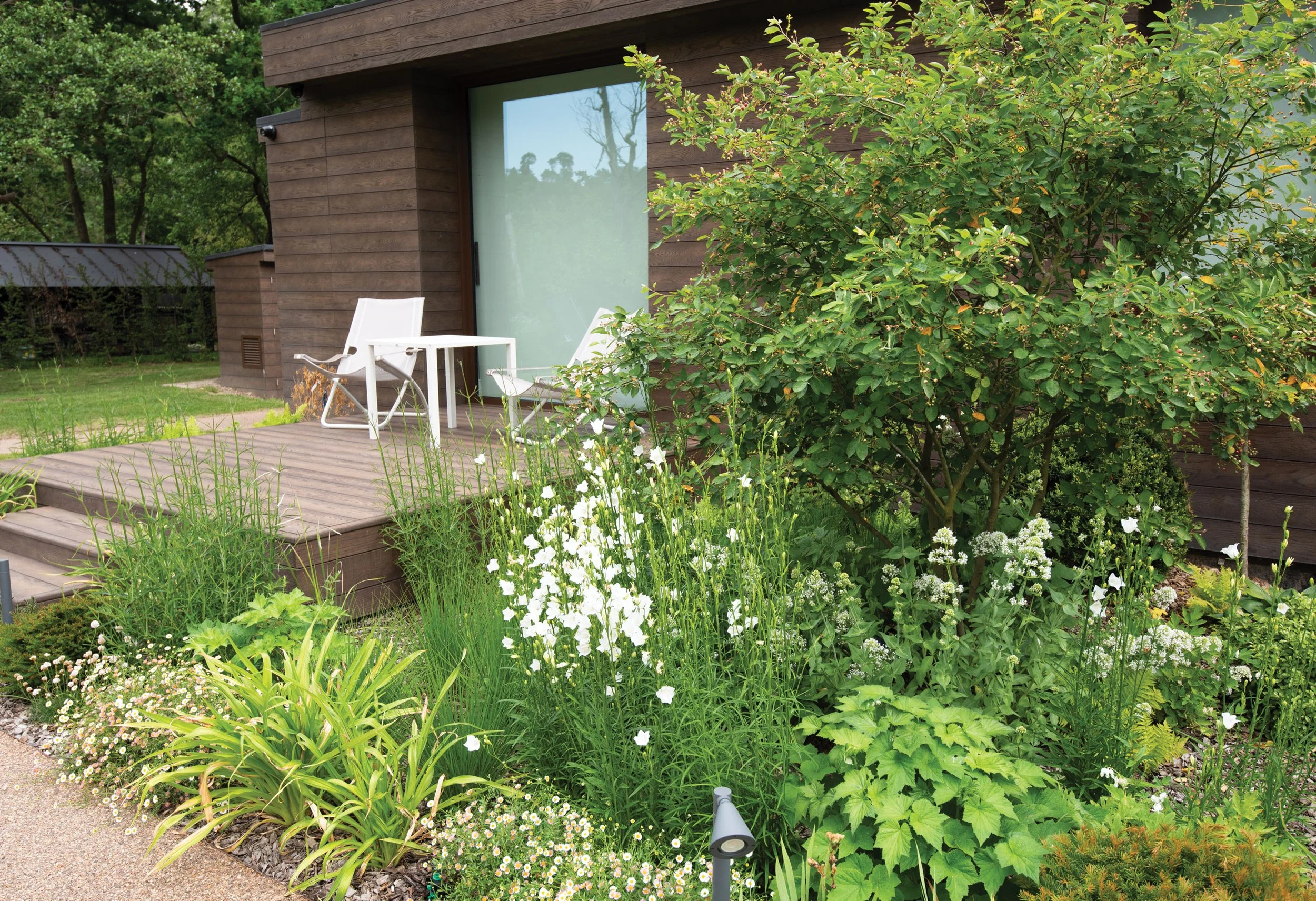 Yew Topiary, Japoanese anenome -Anenome Japonica Honorine Jobert, Erigeron Karvunskianus, Centrathus Alba, Digitalis Alba