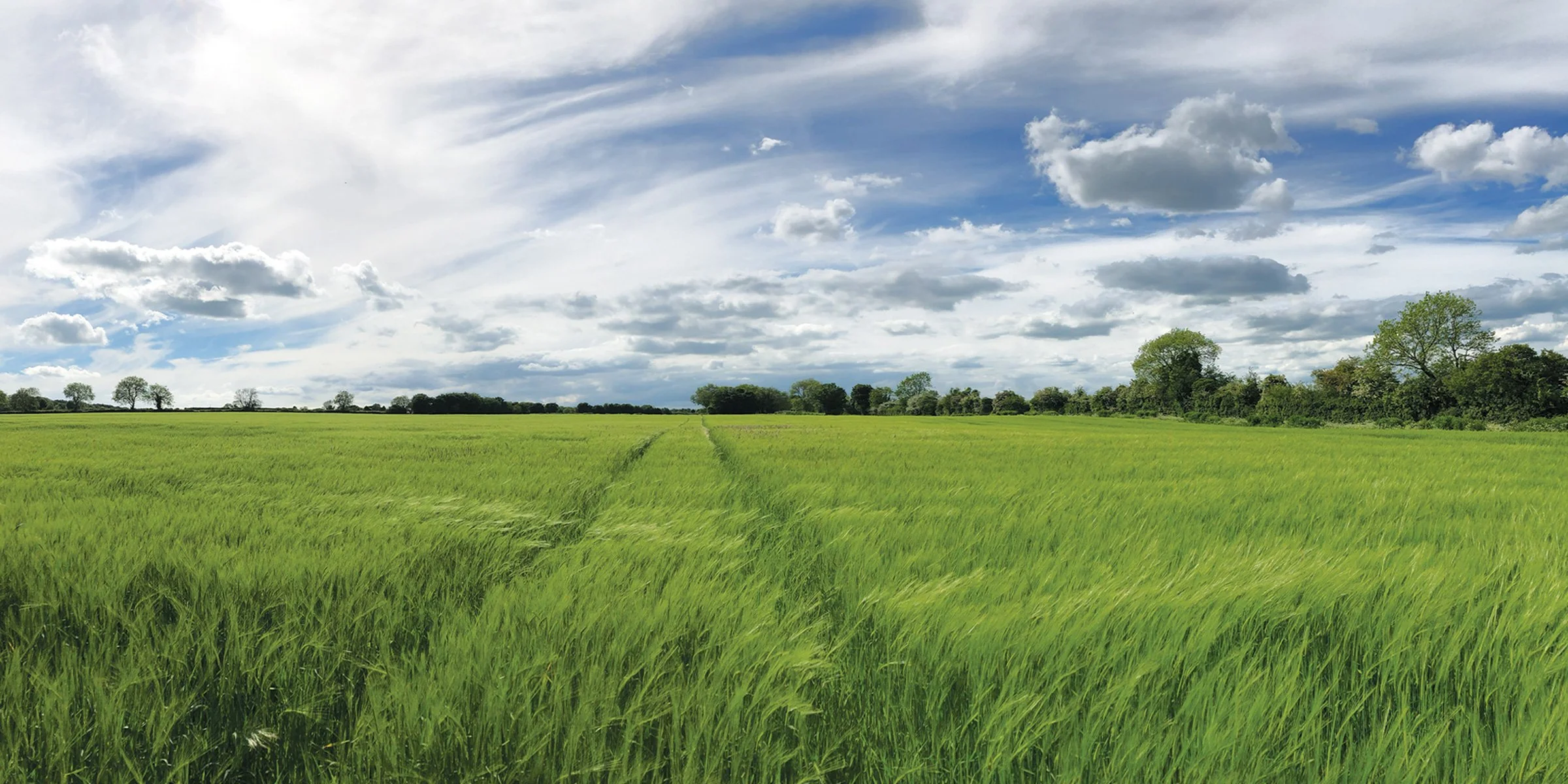 Wind in the Barley