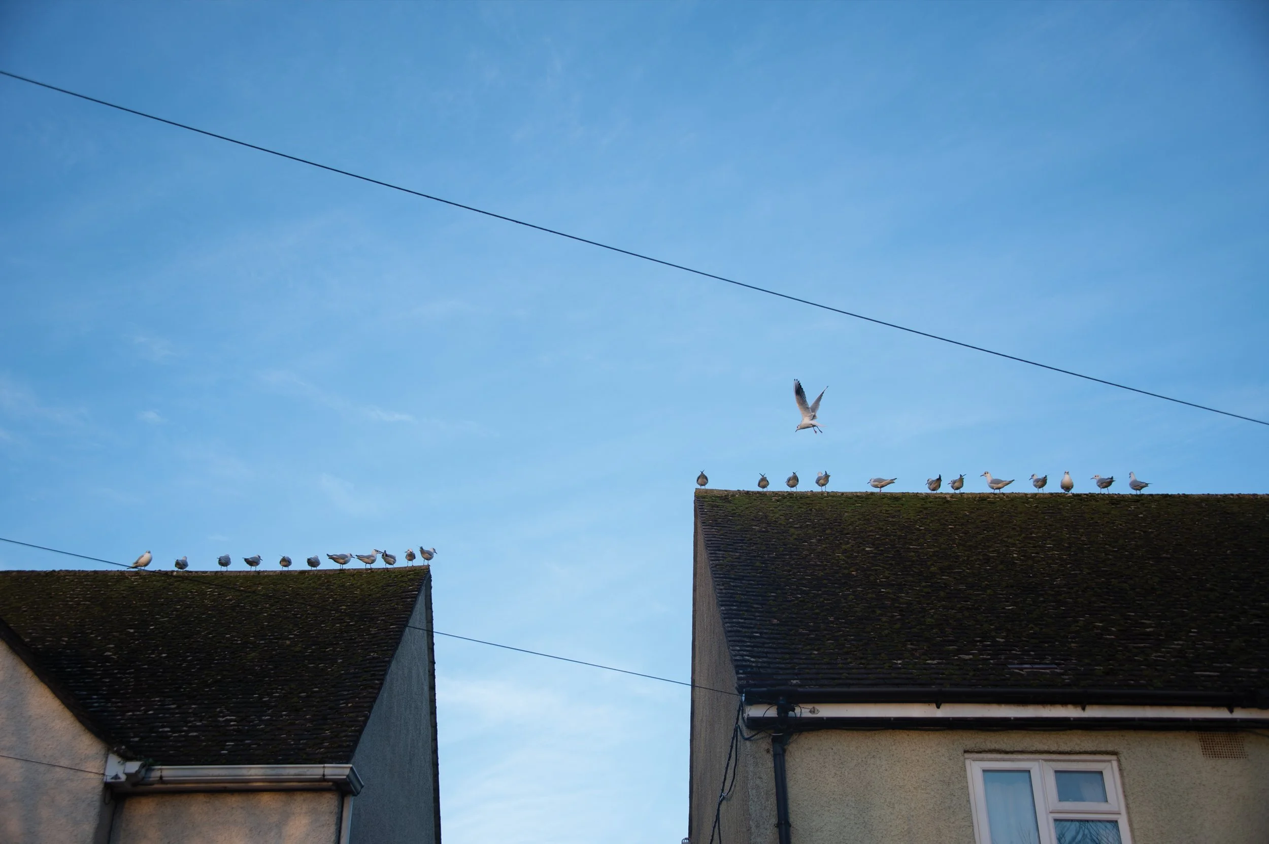 Gulls line up on a suburban house roof in Oxfordshire
