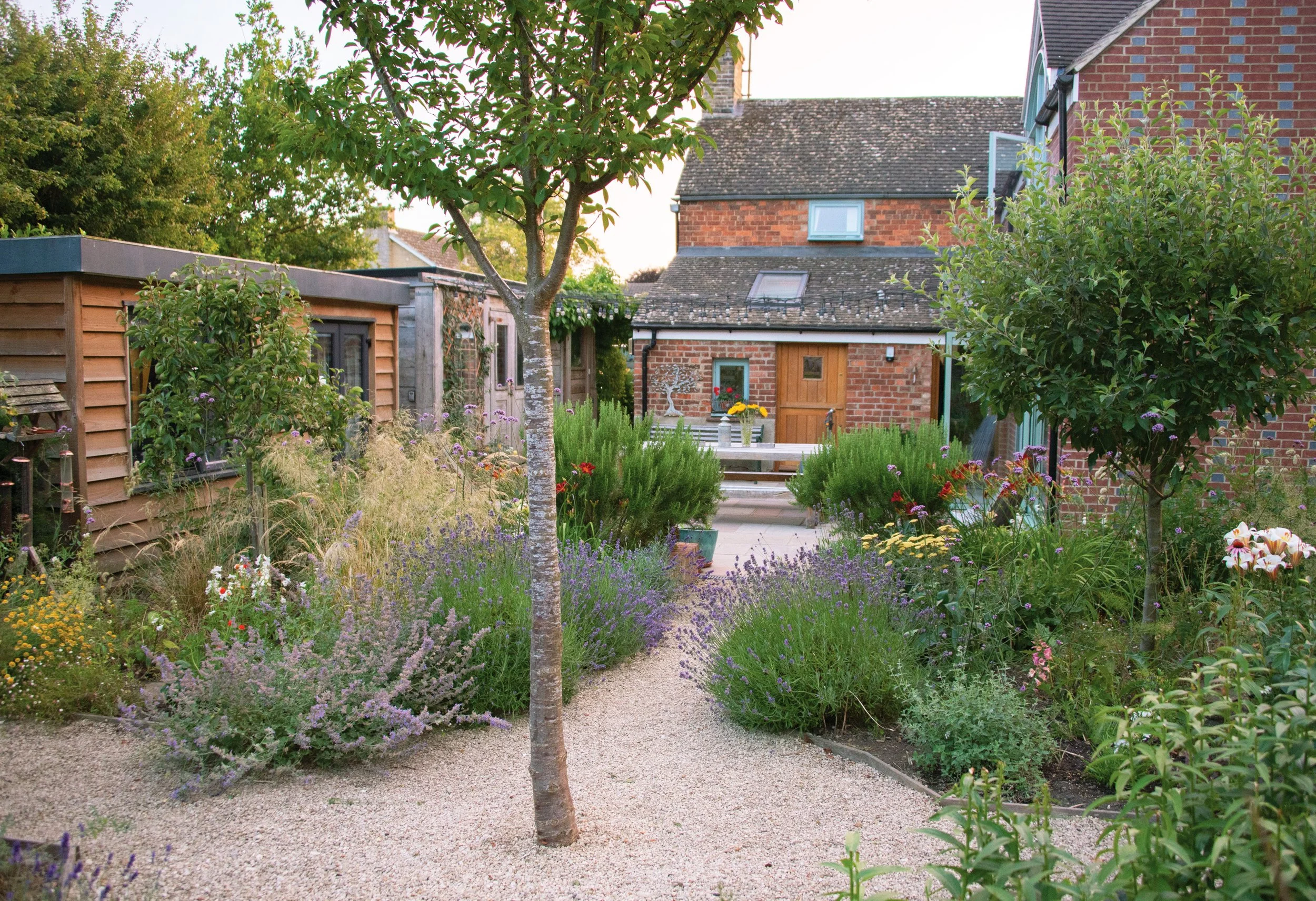 Nepeta and lavender spilling into the gravel around tree planting within the central quad. Gravel paths offer opportunity to plant into the material.