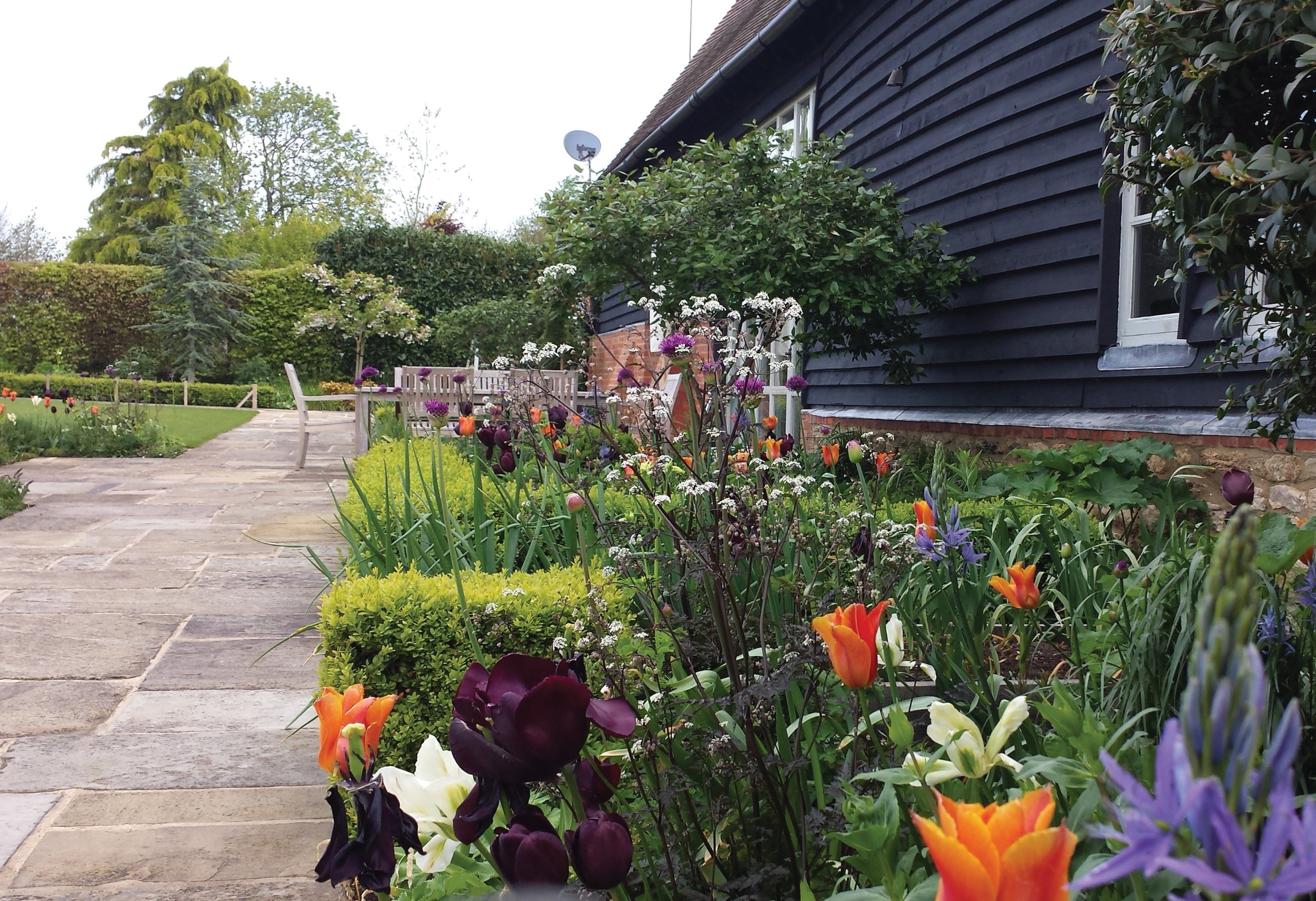 Spring planting beside the converted barn with tulips, alliums and Anthriscus ‘Ravenswing’ bringing early colour to the garden.