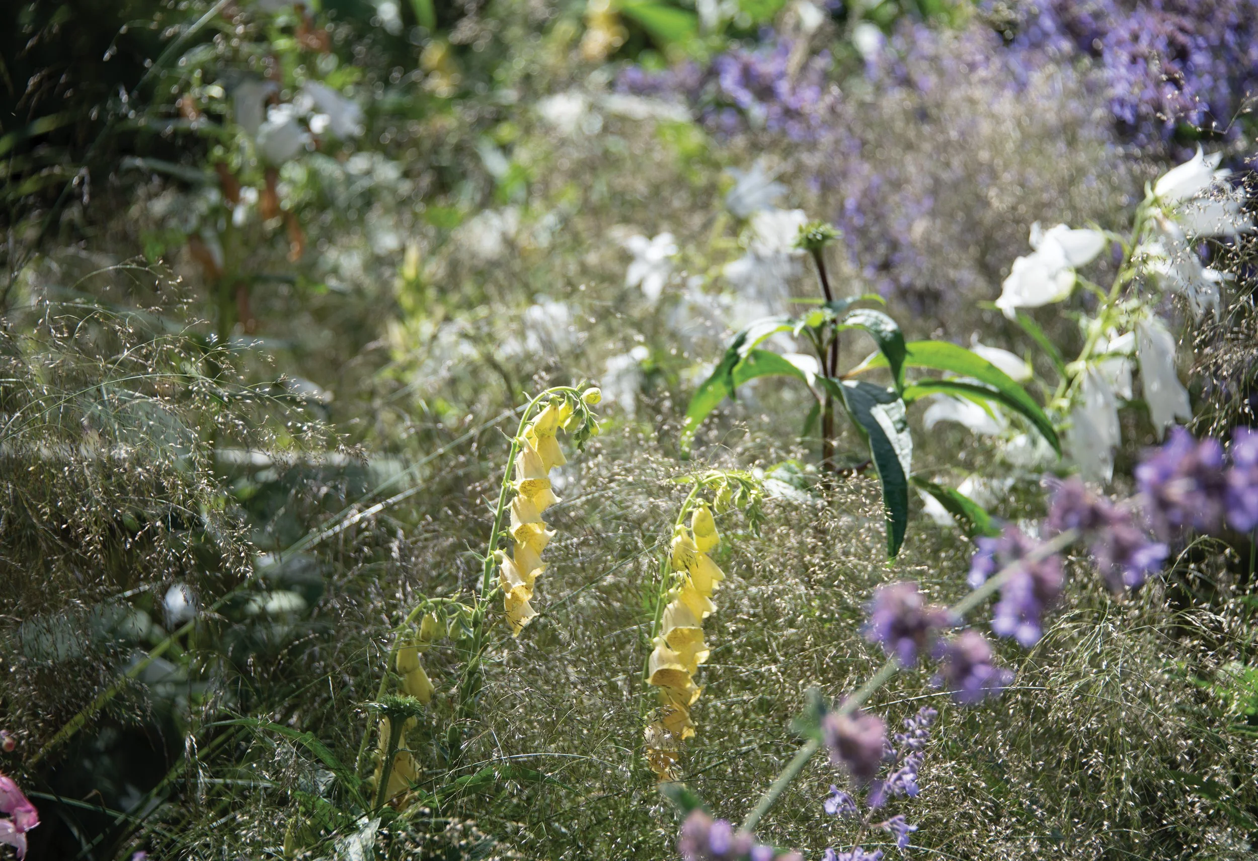Digitalis Lutea rising through soft descampsia in The Sunken Garden.