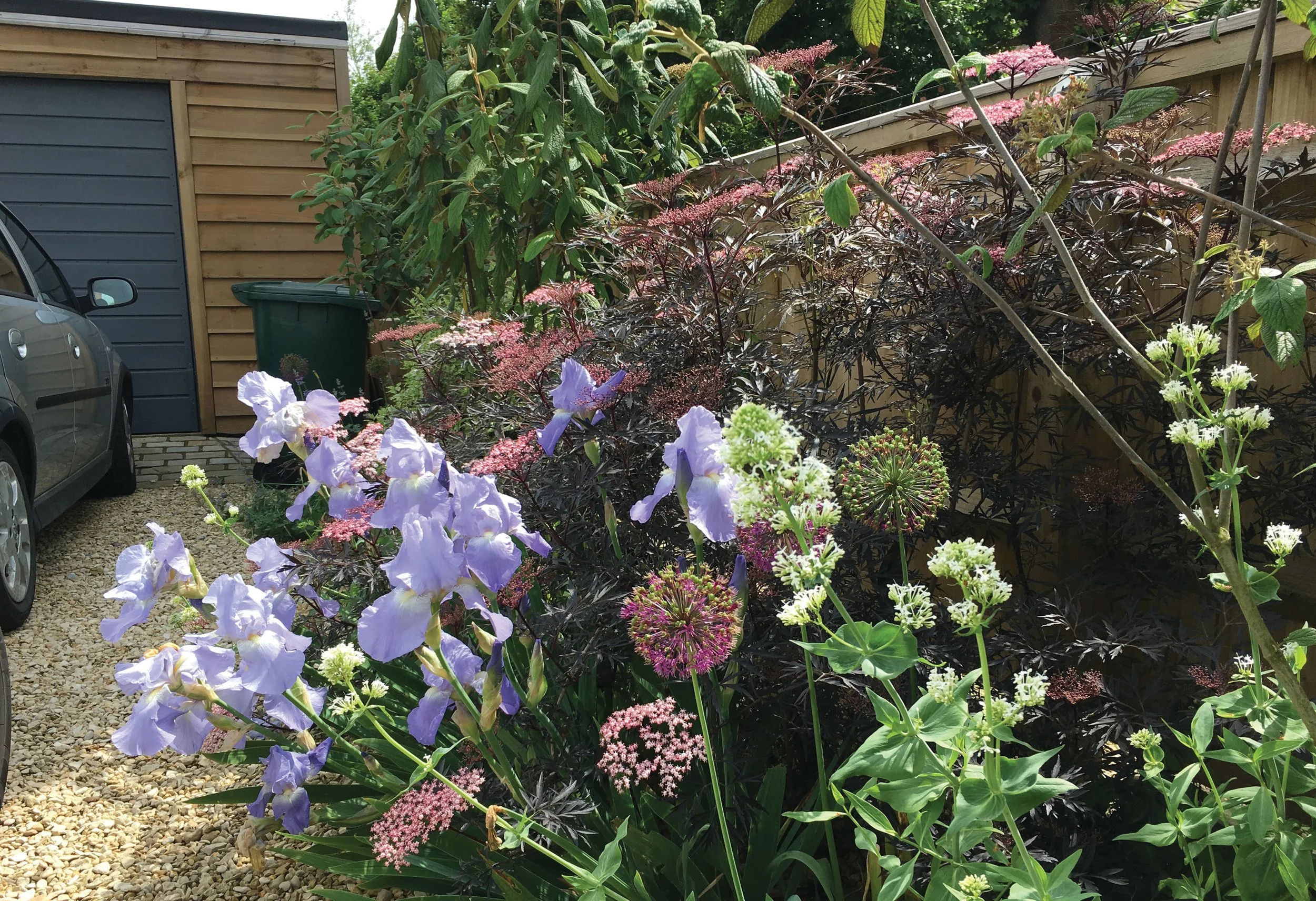 Gravel planting with Allium, Centranthus alba and Iris ‘Jane Phillips’ beneath Sambucus ‘Black Lace’ and Viburnum rhytidophyllum, combining to create an umbrella canopy.