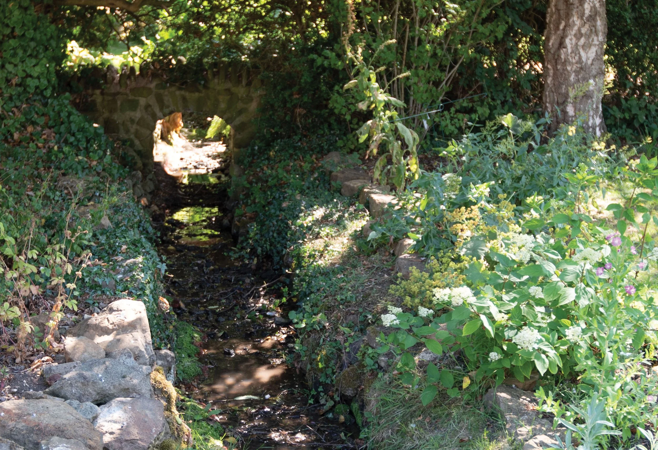 Shaded Brook