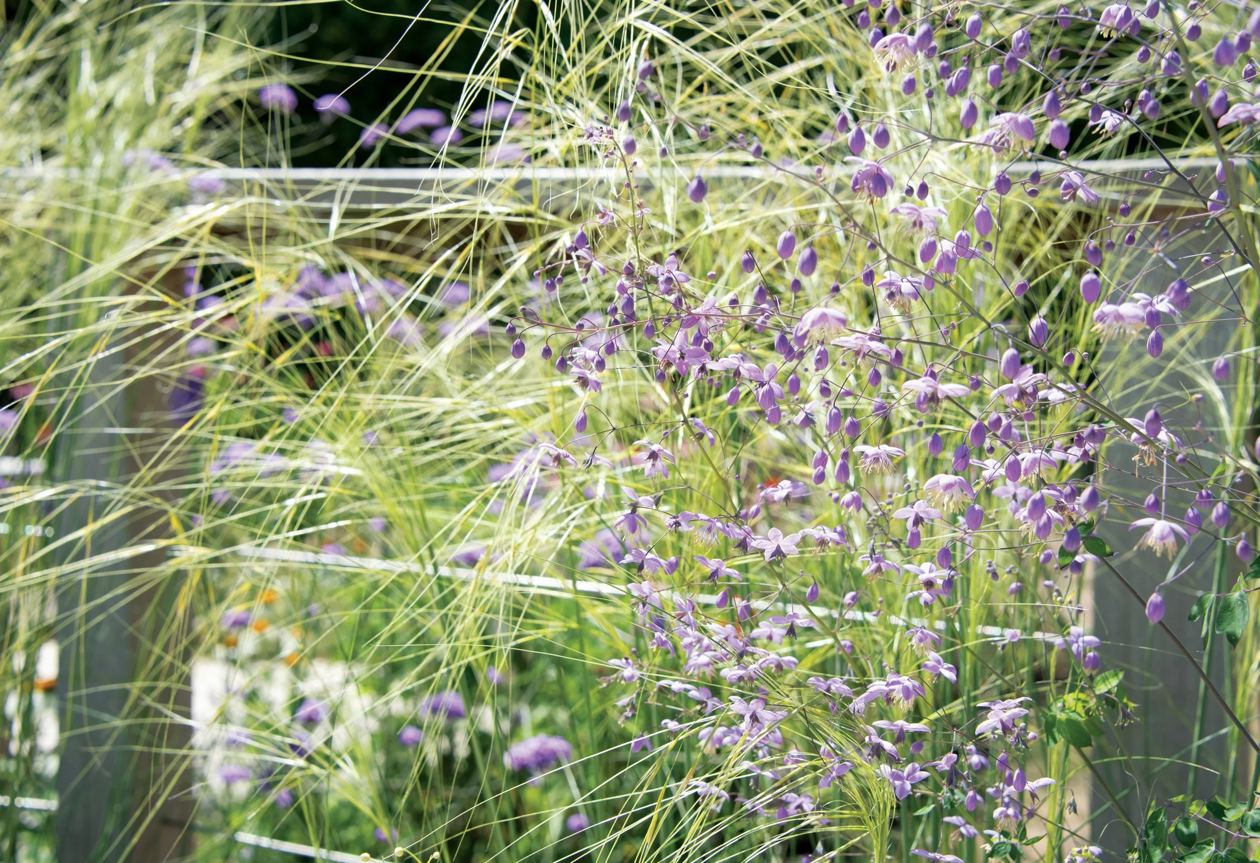Fine ornamental grasses, Thalictrum delavayii Album and purple Verbena creating movement and softness within the architectural pool garden.