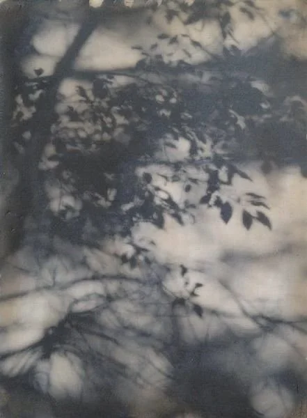 Shadows of tree branches and leaves on a cloudy sky