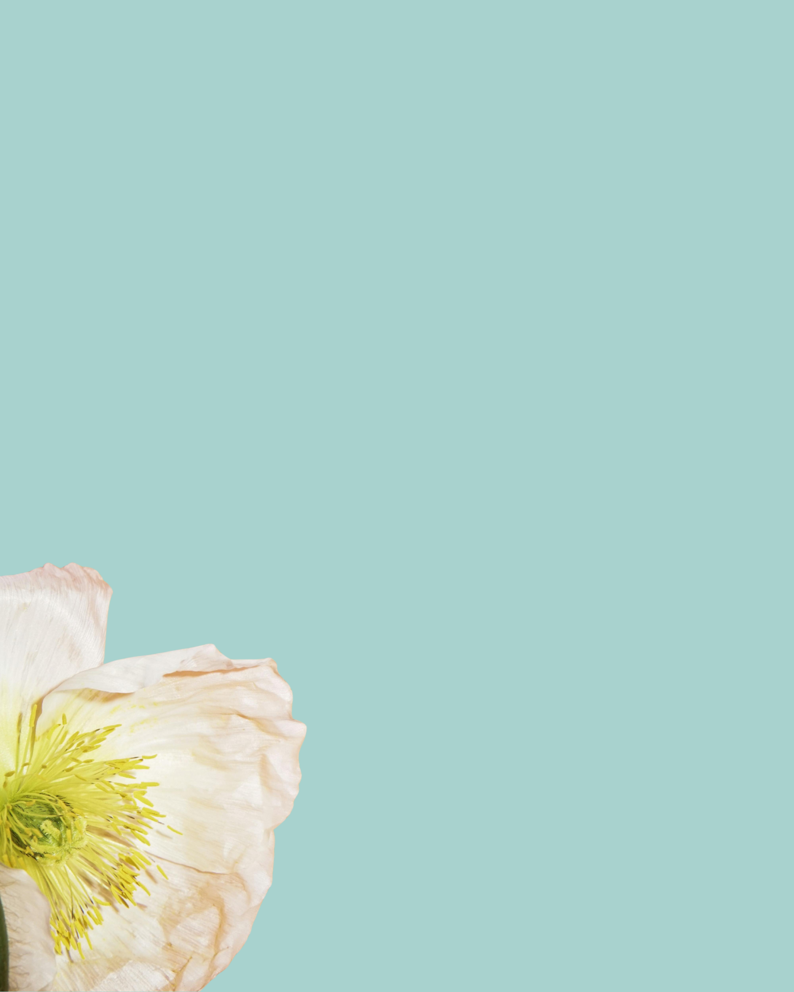 Close-up of a pale-colored poppy flower with yellow stamens against a light blue background.