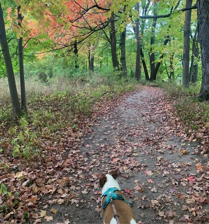 A dog walking on a leaf-covered trail in a forest during fall with trees displaying orange, yellow, and green leaves.