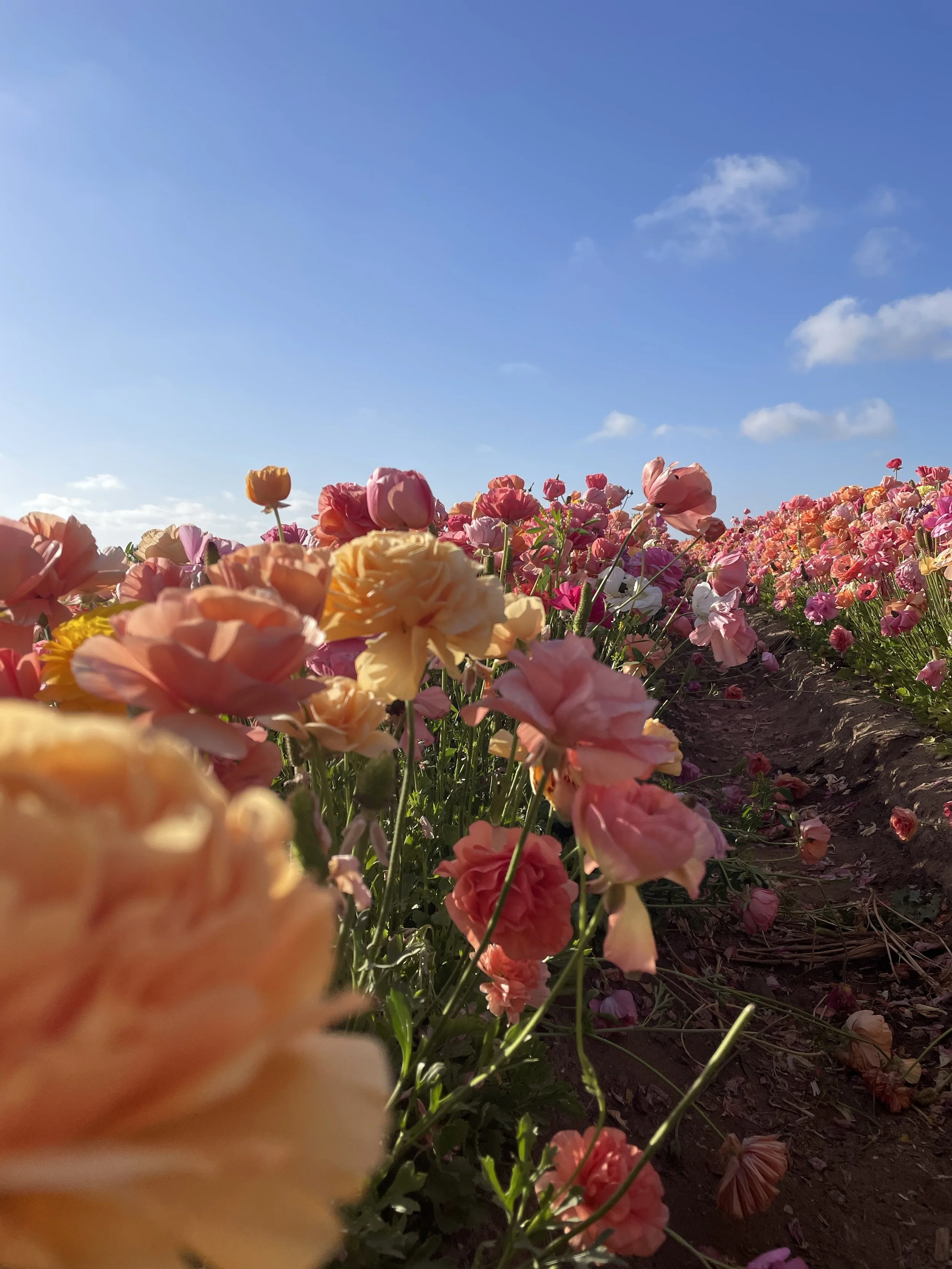 A field of colorful flowers under a blue sky with a few clouds.