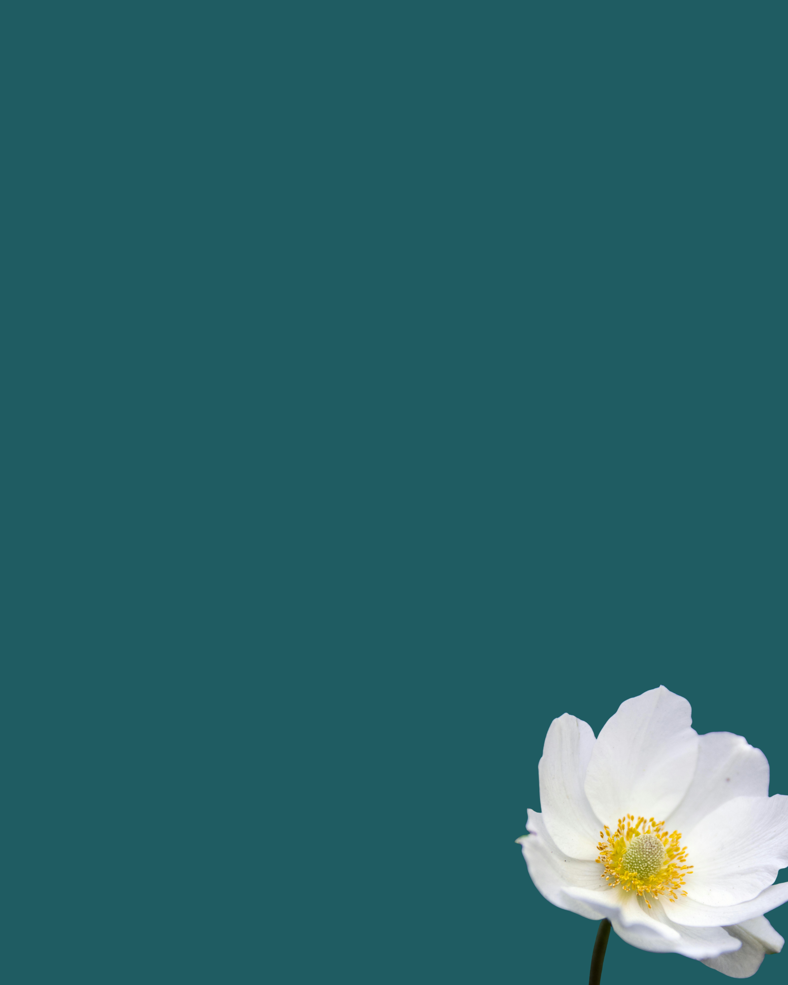 A white flower with yellow stamens against a teal background.