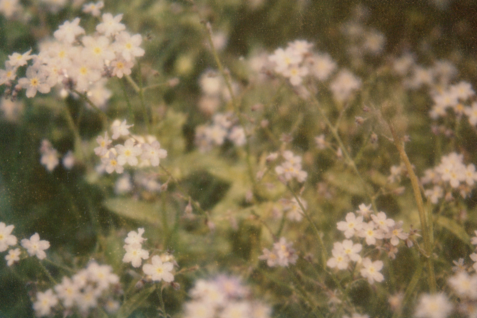 Close-up of small white flowers with yellow centers on green stems and leaves