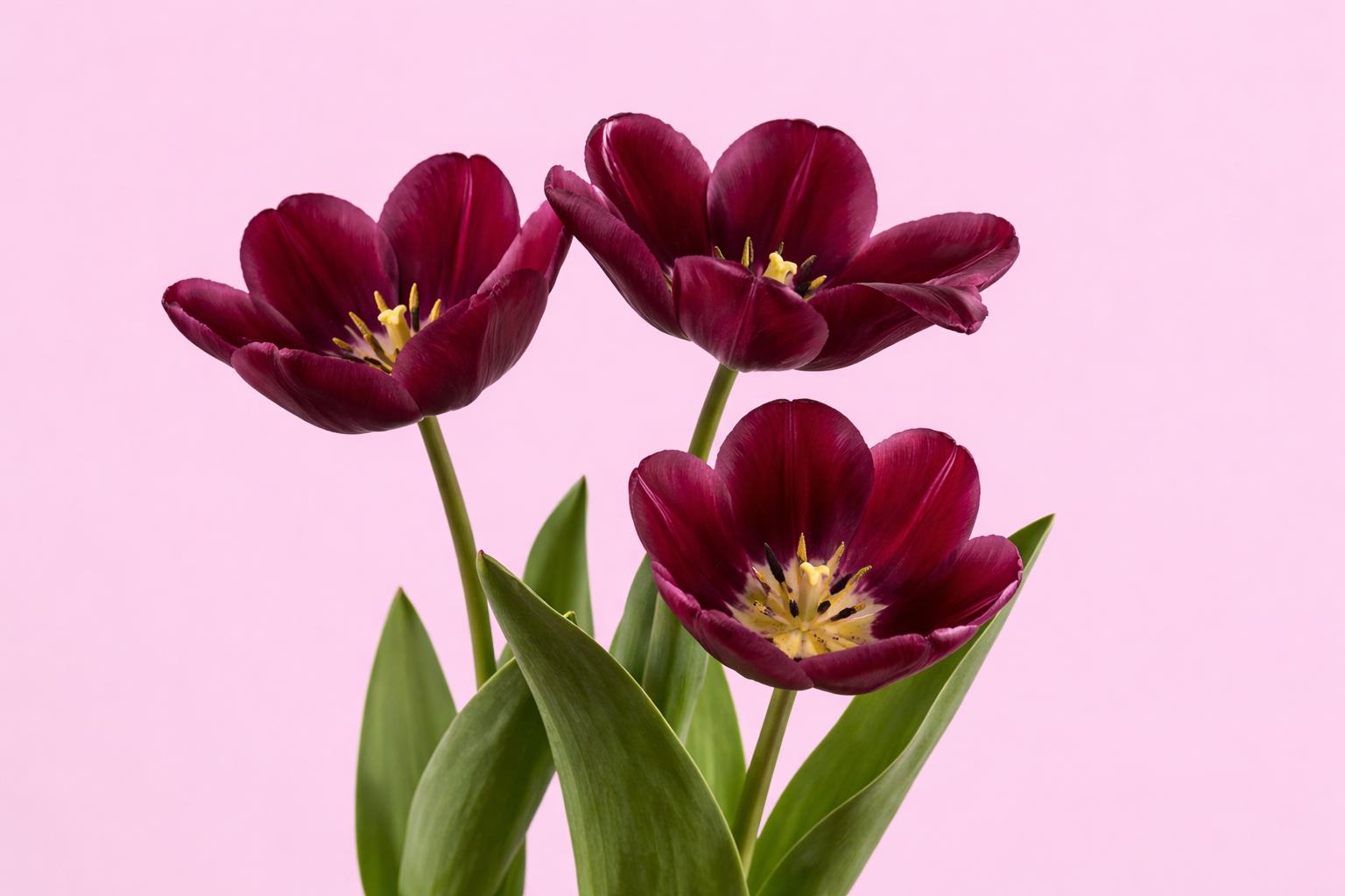 Three deep burgundy tulips with green leaves against a light pink background.